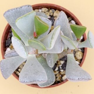 Adromischus triflorus 2-min