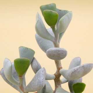 Adromischus triflorus 3-min