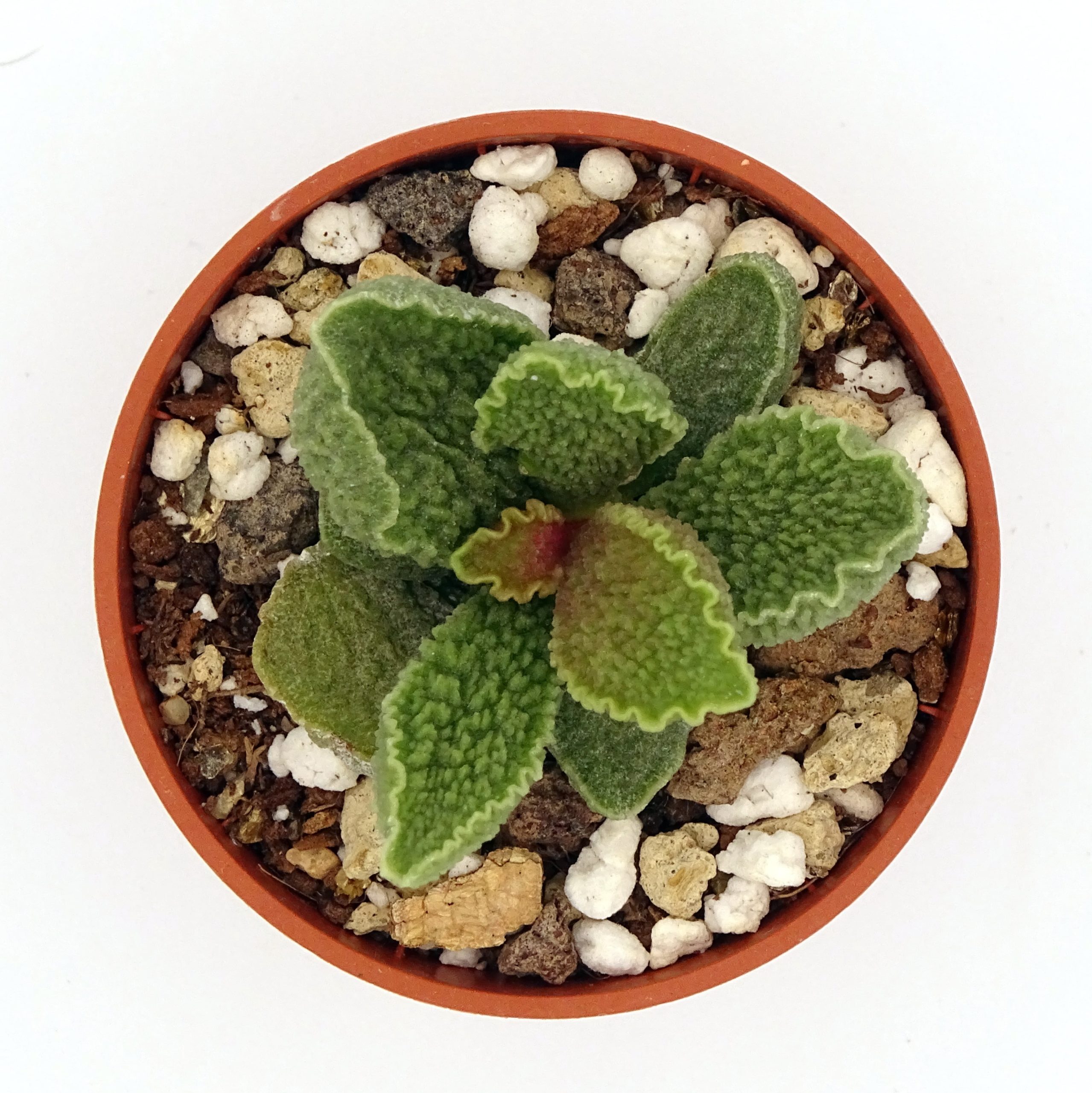 Adromischus marianiae 'Herrei' x 'Clanwilliam' – Image 3