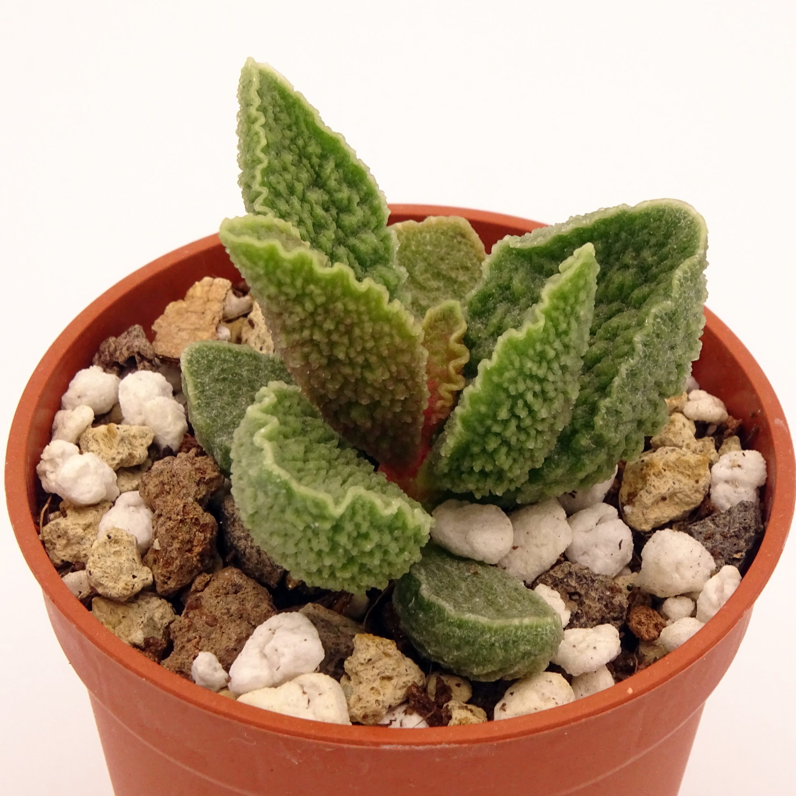 Adromischus marianiae 'Herrei' x 'Clanwilliam' – Image 2
