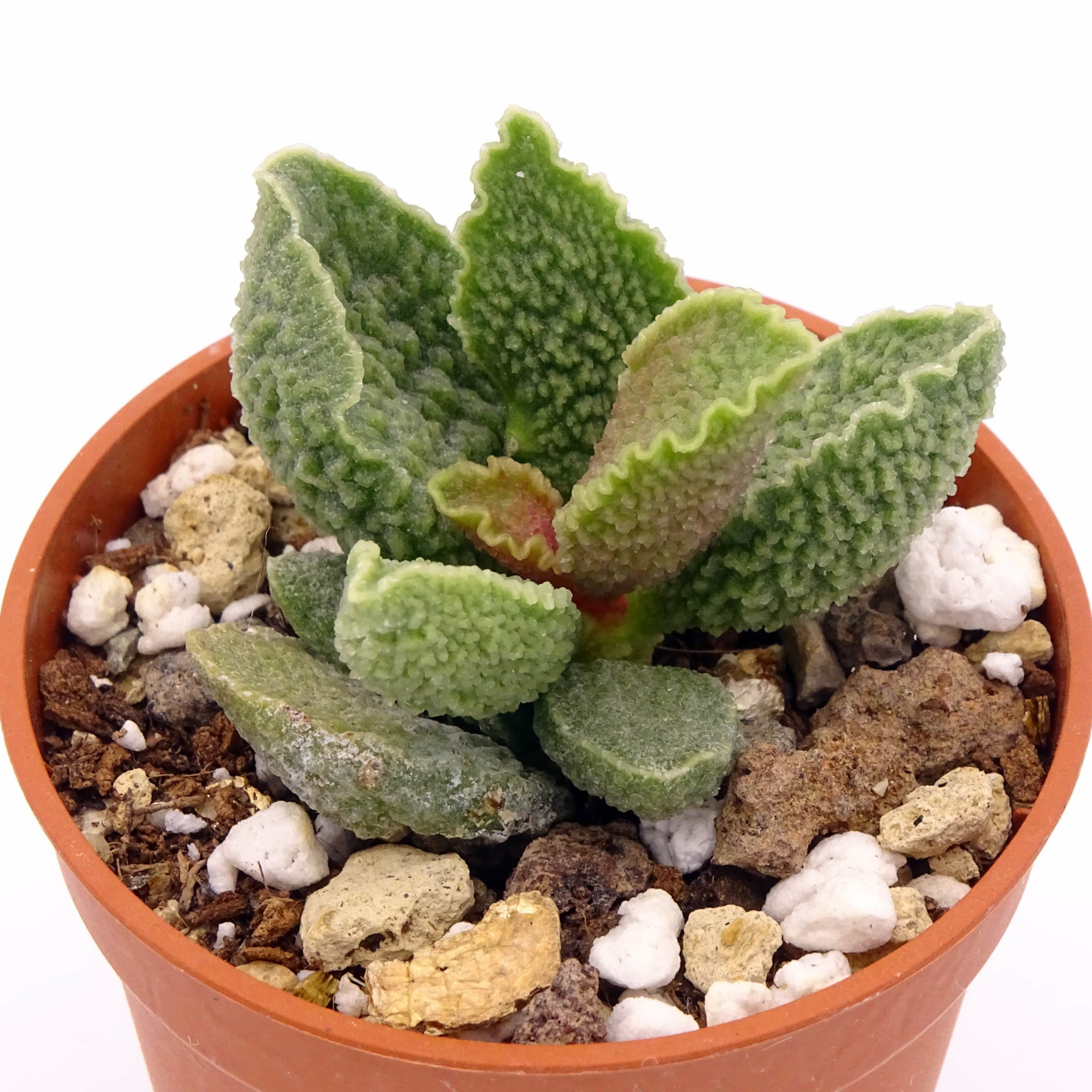 Adromischus marianiae 'Herrei' x 'Clanwilliam'