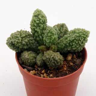 adromischus-marianiae-herrei-min