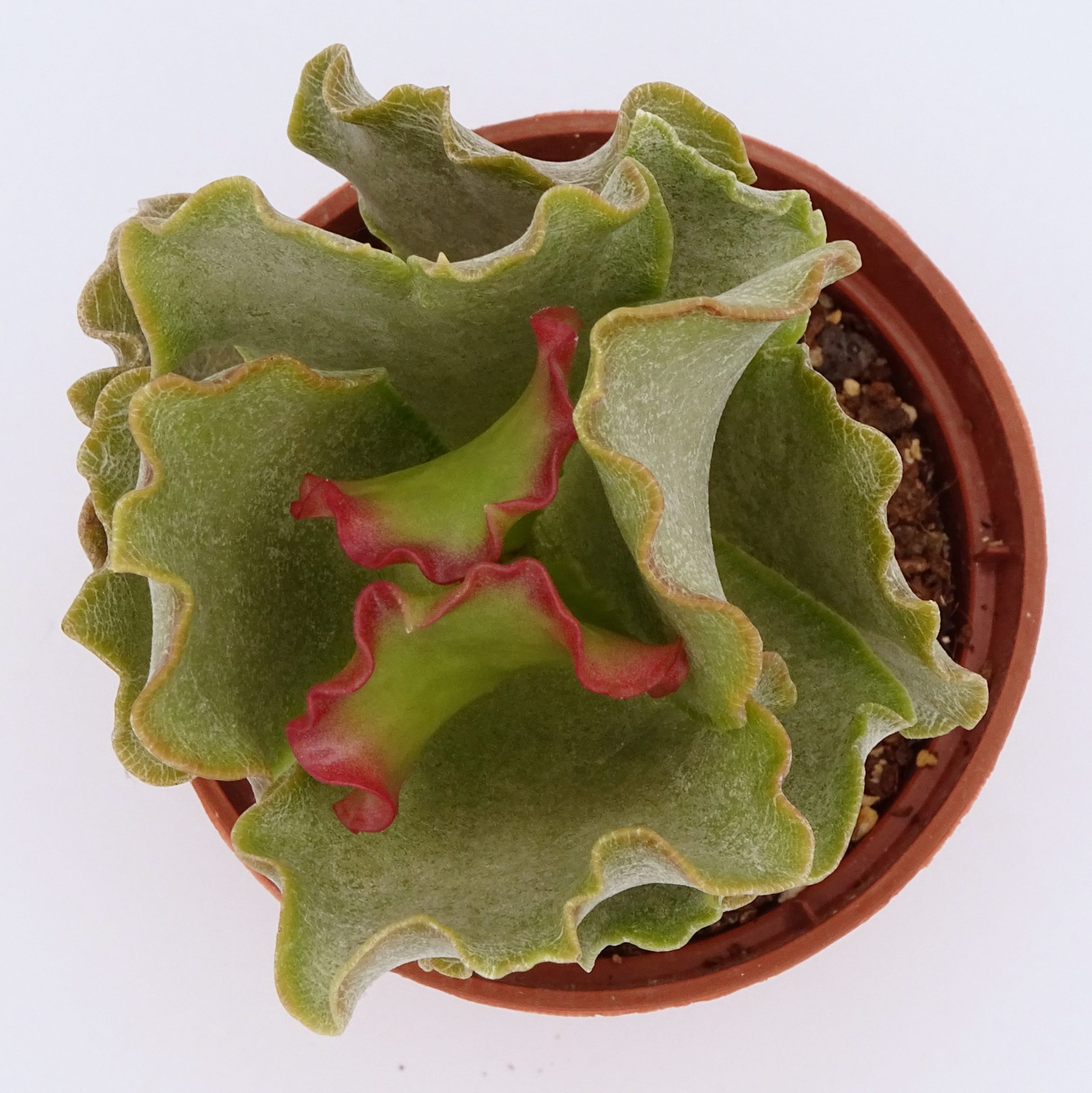 Adromischus sphenophyllus var. undulatus – Image 3