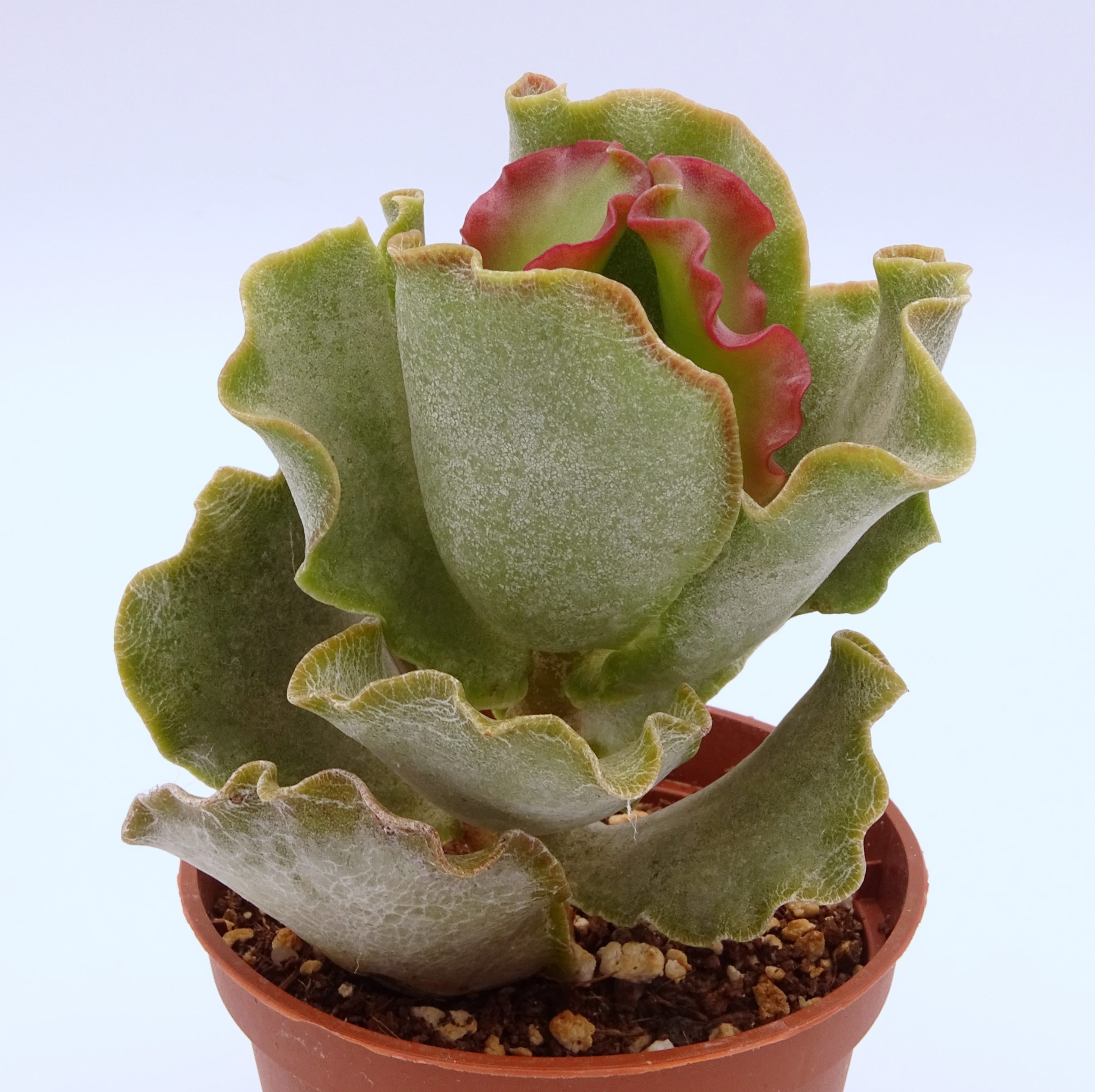 Adromischus sphenophyllus var. undulatus – Image 2
