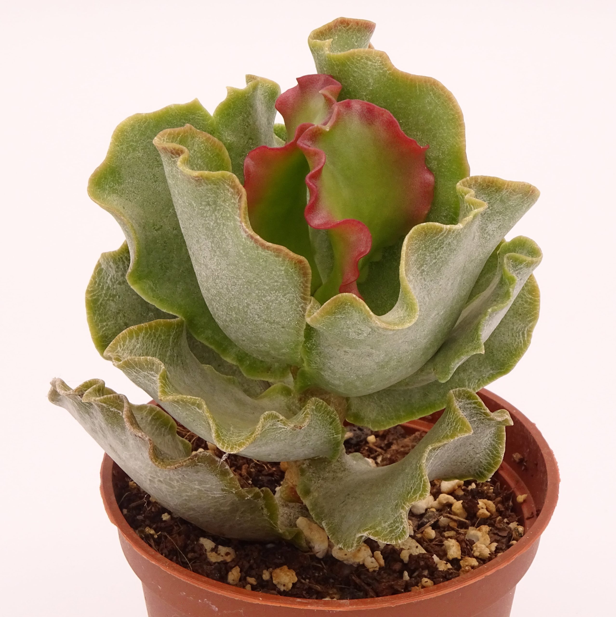Adromischus sphenophyllus var. undulatus