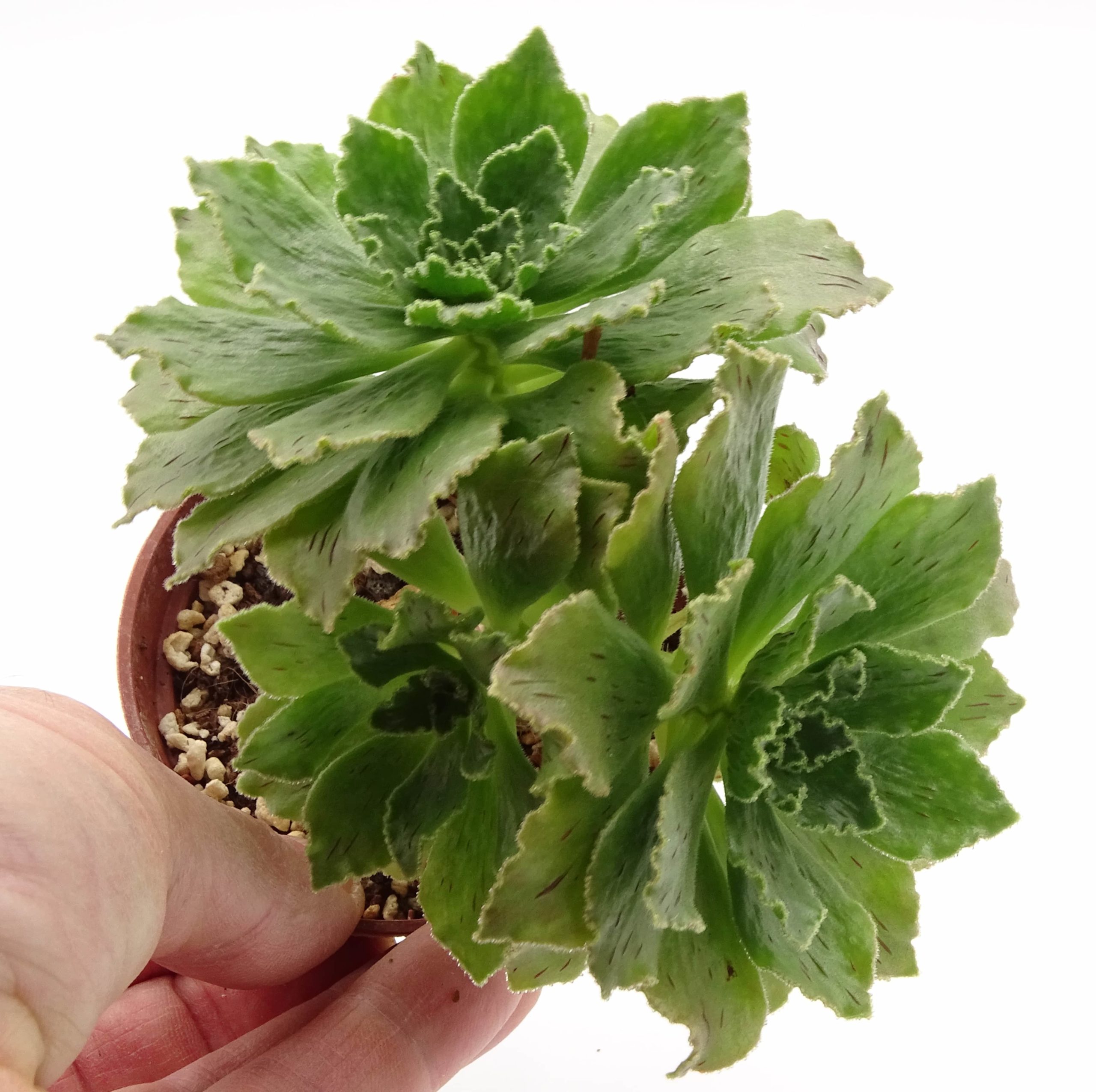 Aeonium smithii (n.1) – Image 2