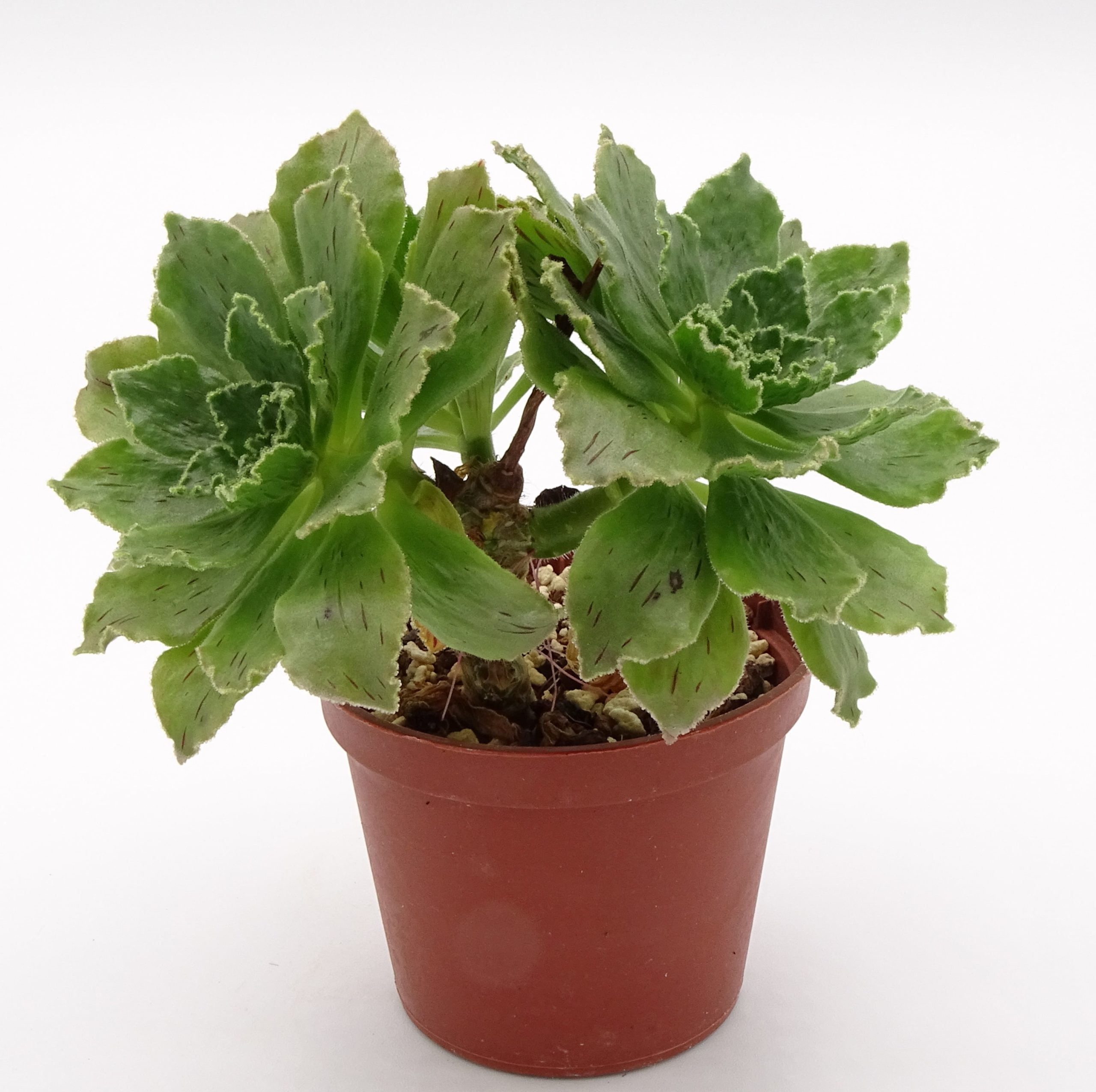 Aeonium smithii (n.1)