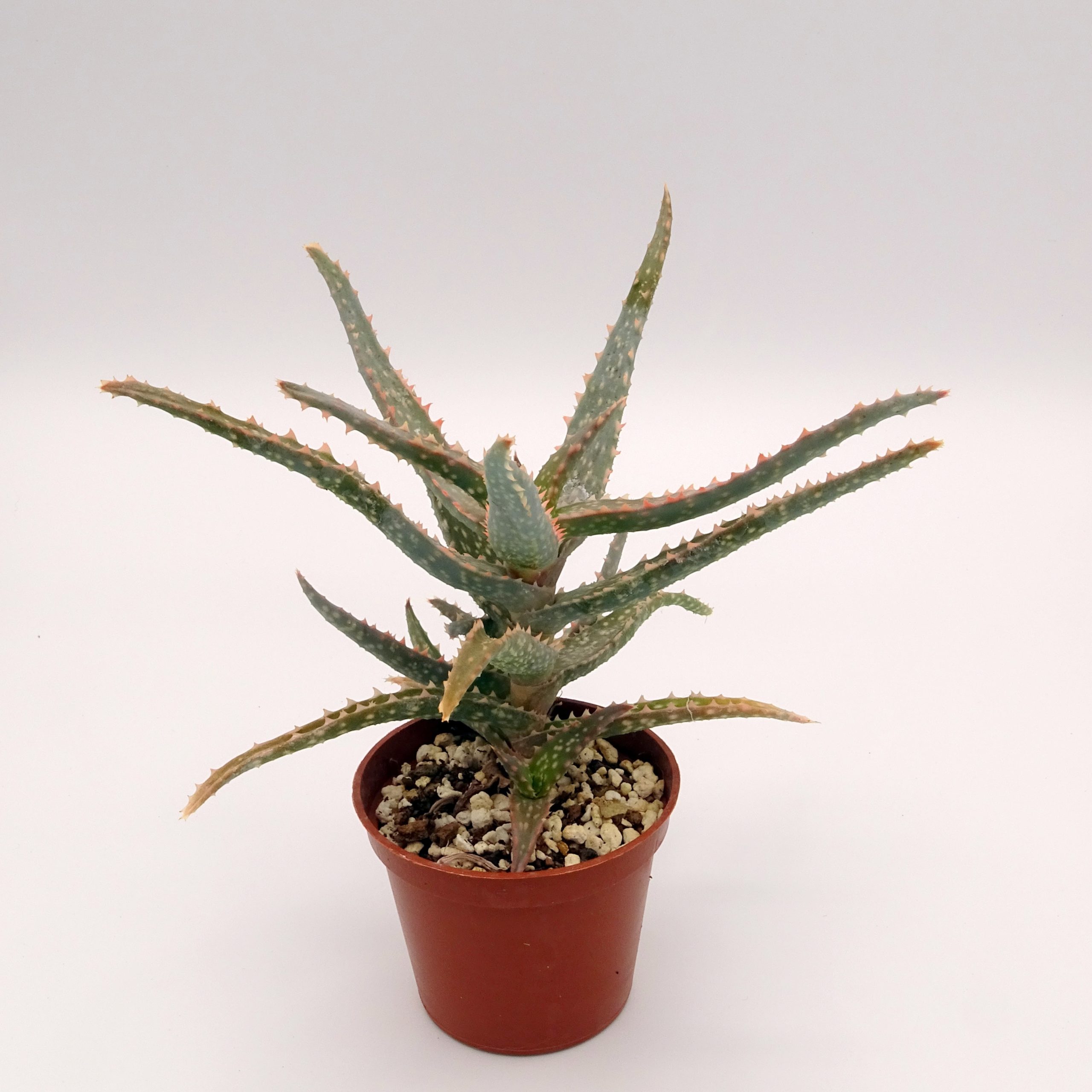 Aloe 'DZ' x millotii (n°1) – Image 2