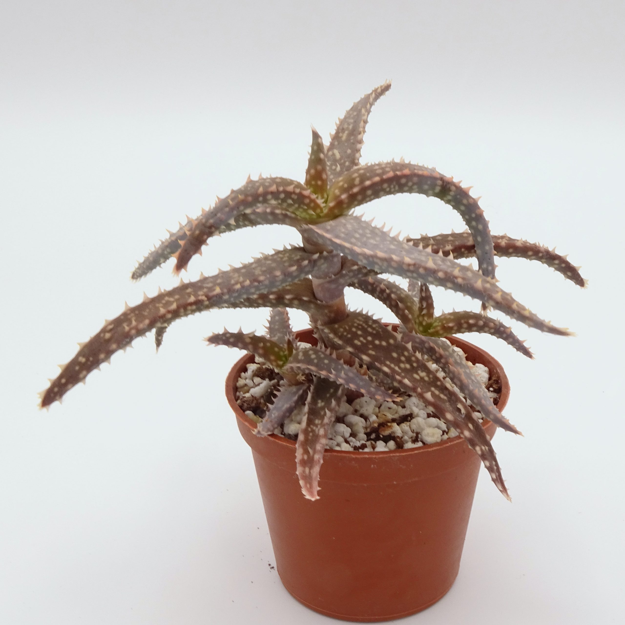 Aloe 'DZ' x millotii (n°2) – Image 5