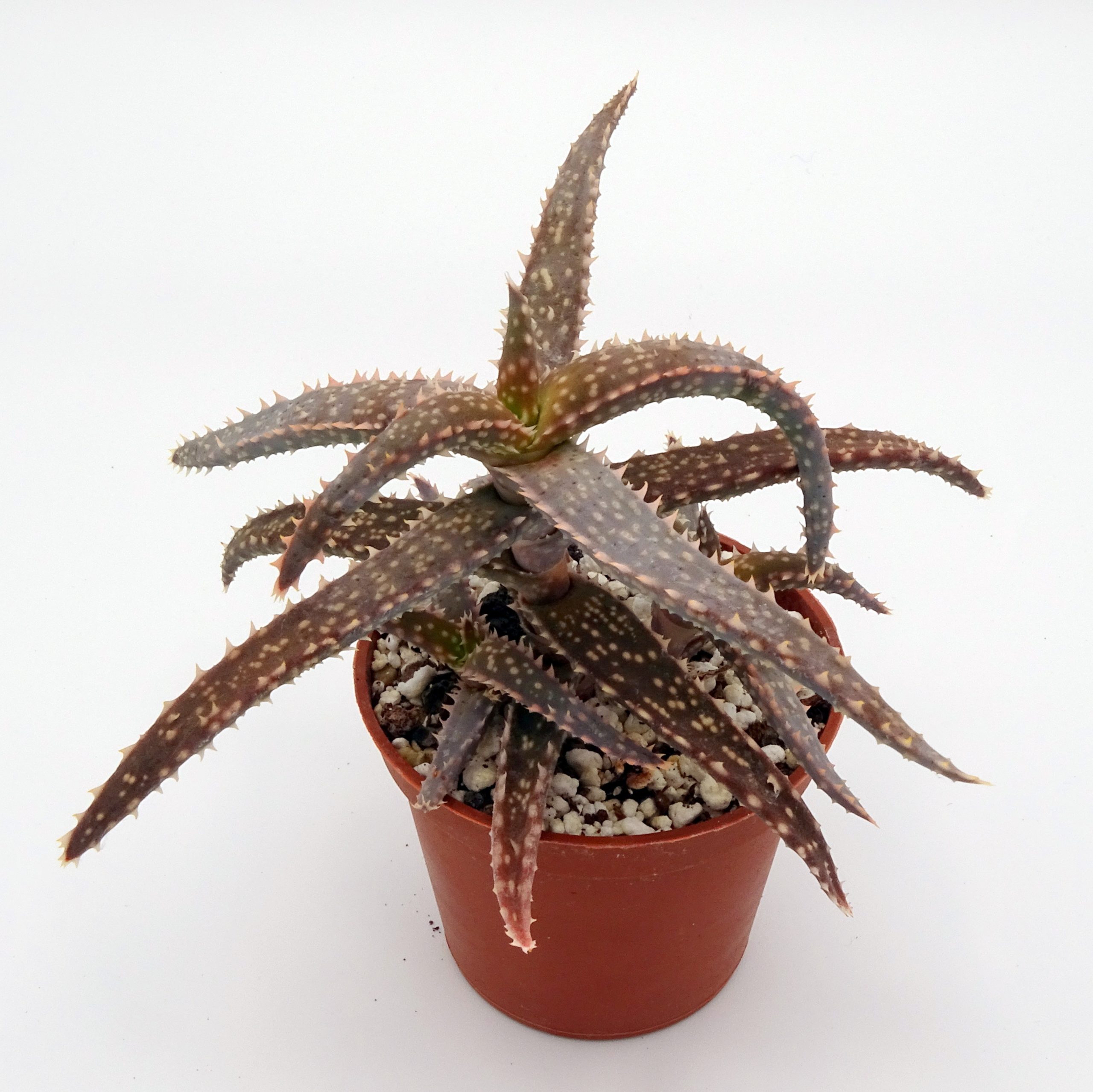Aloe 'DZ' x millotii (n°2) – Image 4