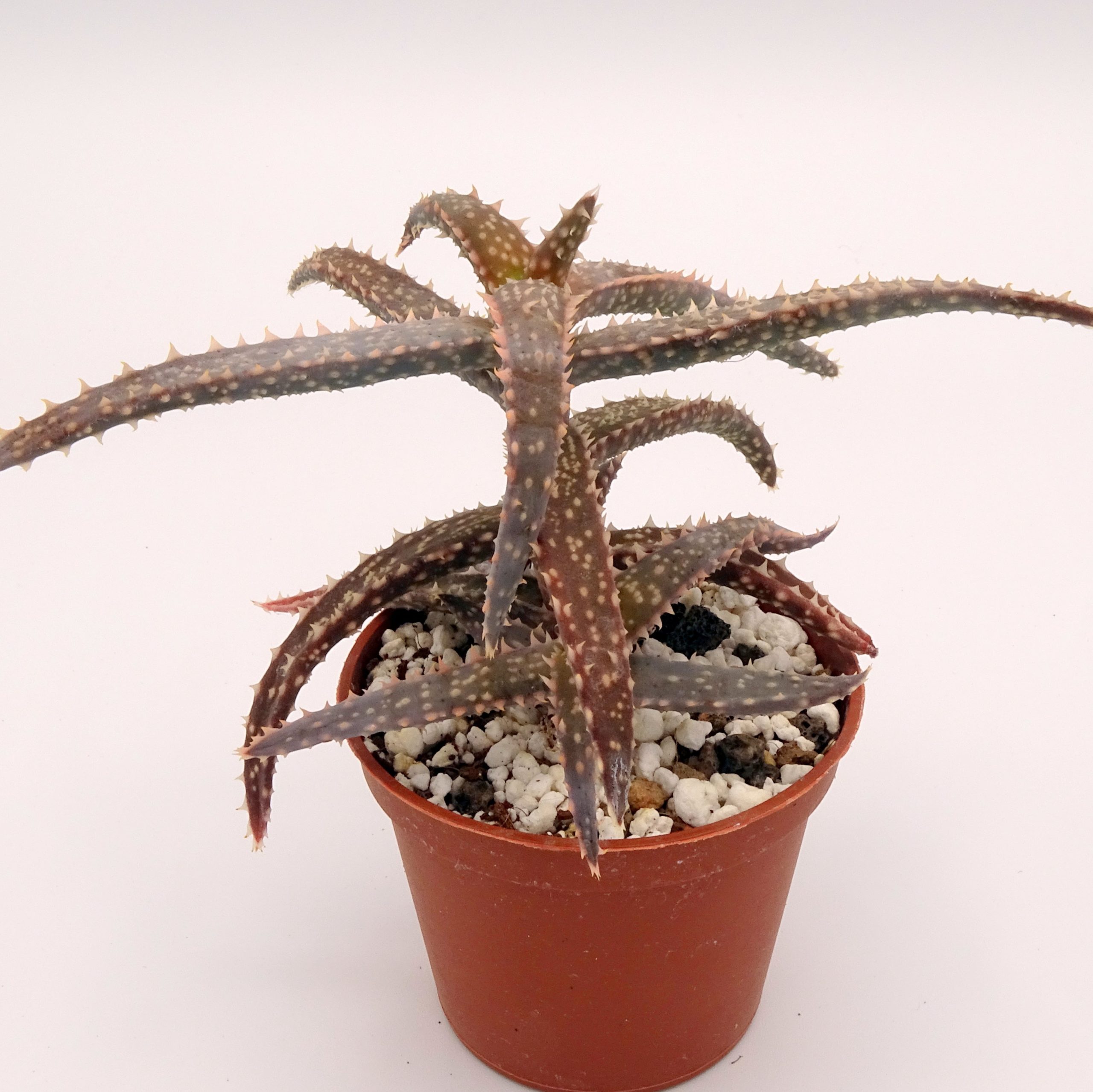 Aloe 'DZ' x millotii (n°2) – Image 3