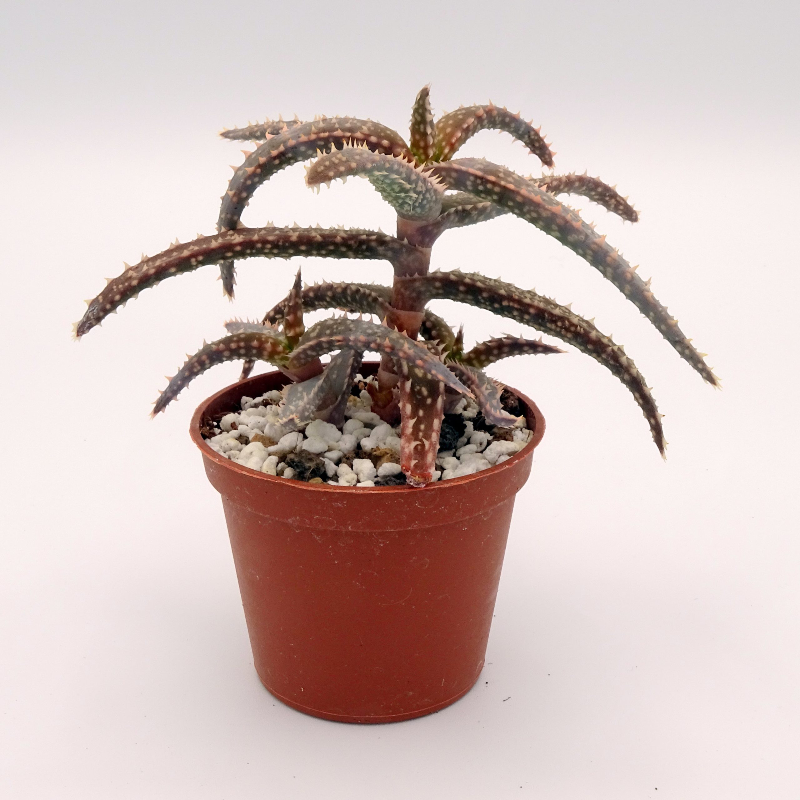 Aloe 'DZ' x millotii (n°2) – Image 2