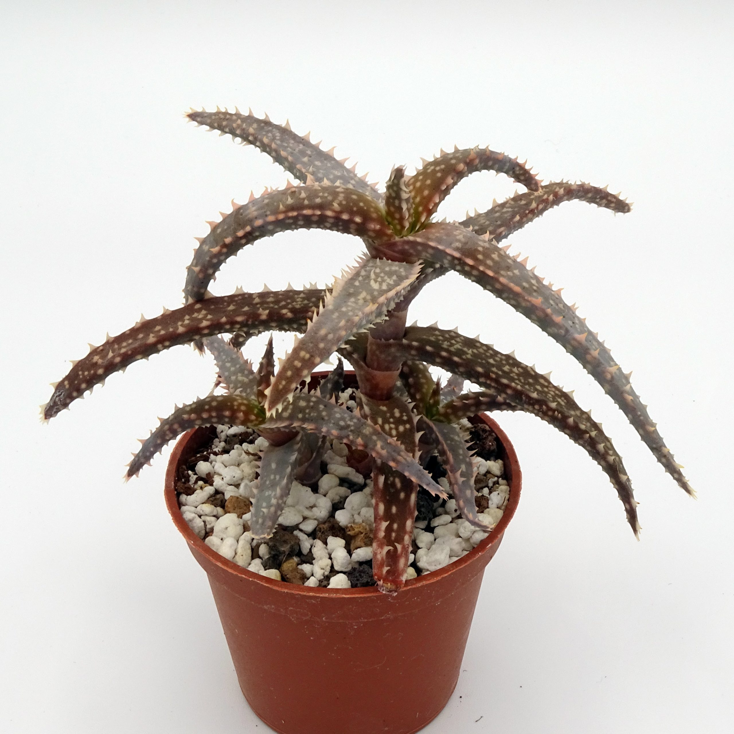 Aloe 'DZ' x millotii (n°2)