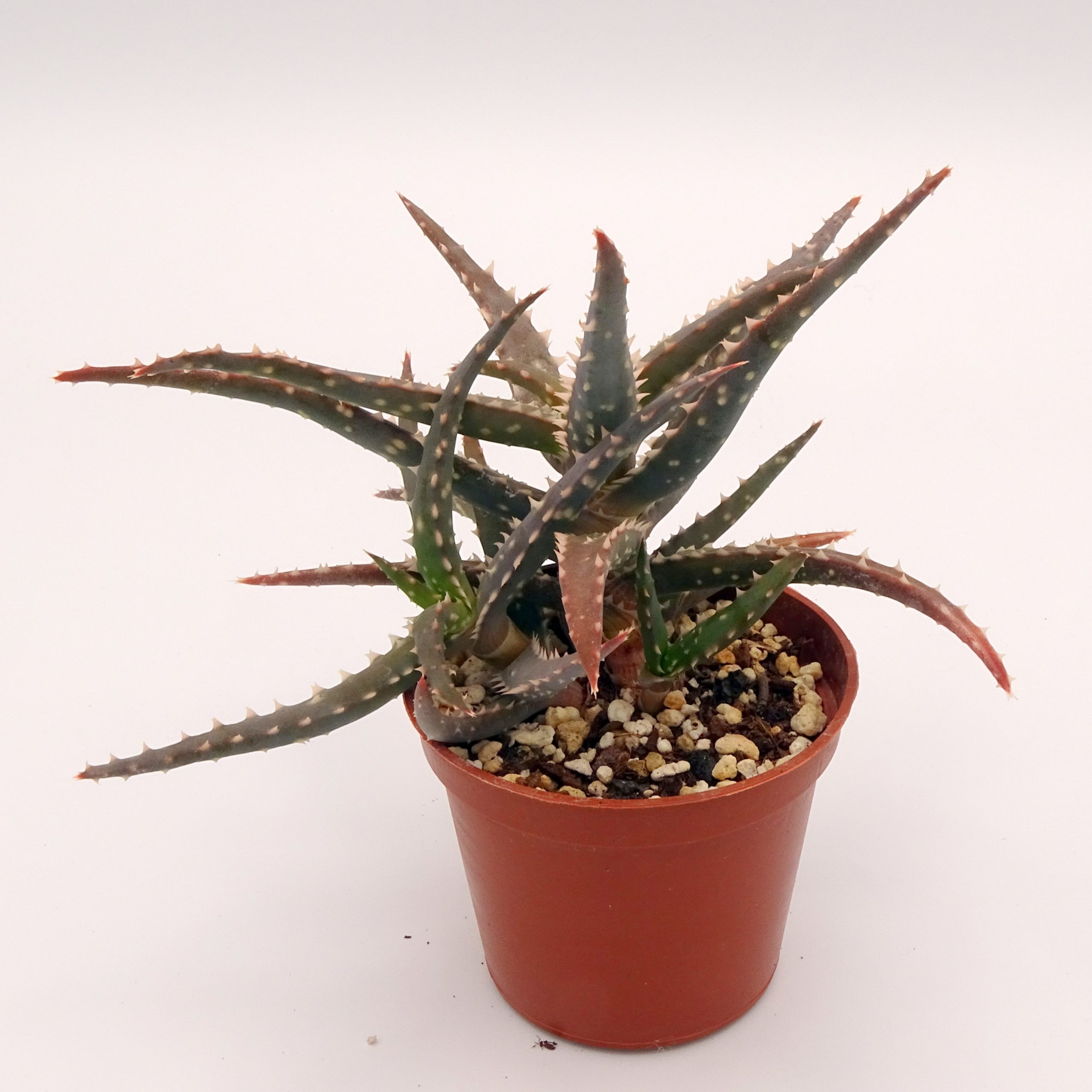 Aloe 'DZ' x millotii (n°3) – Image 4