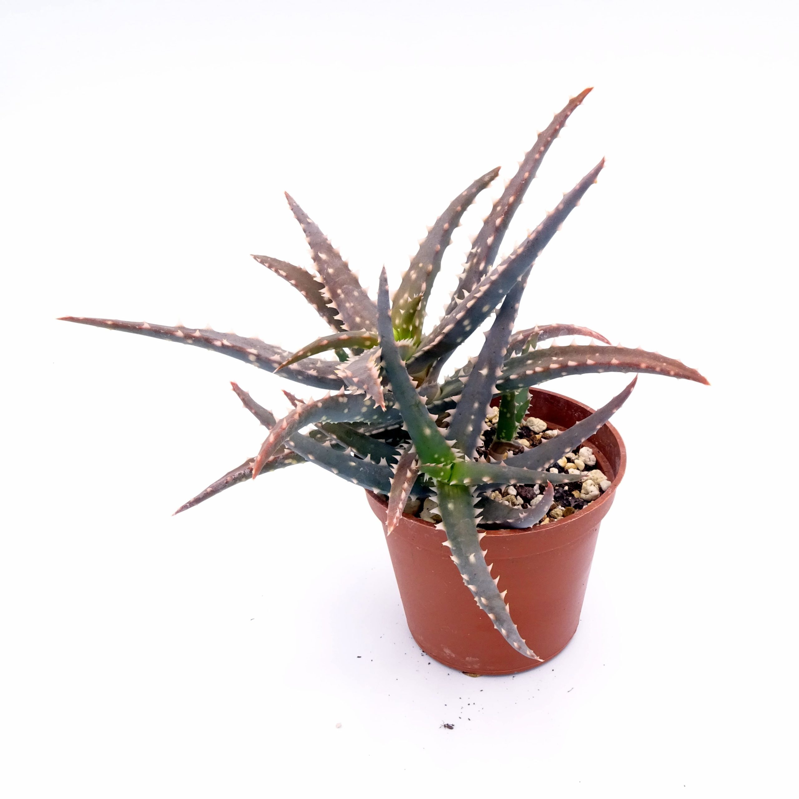 Aloe 'DZ' x millotii (n°3)