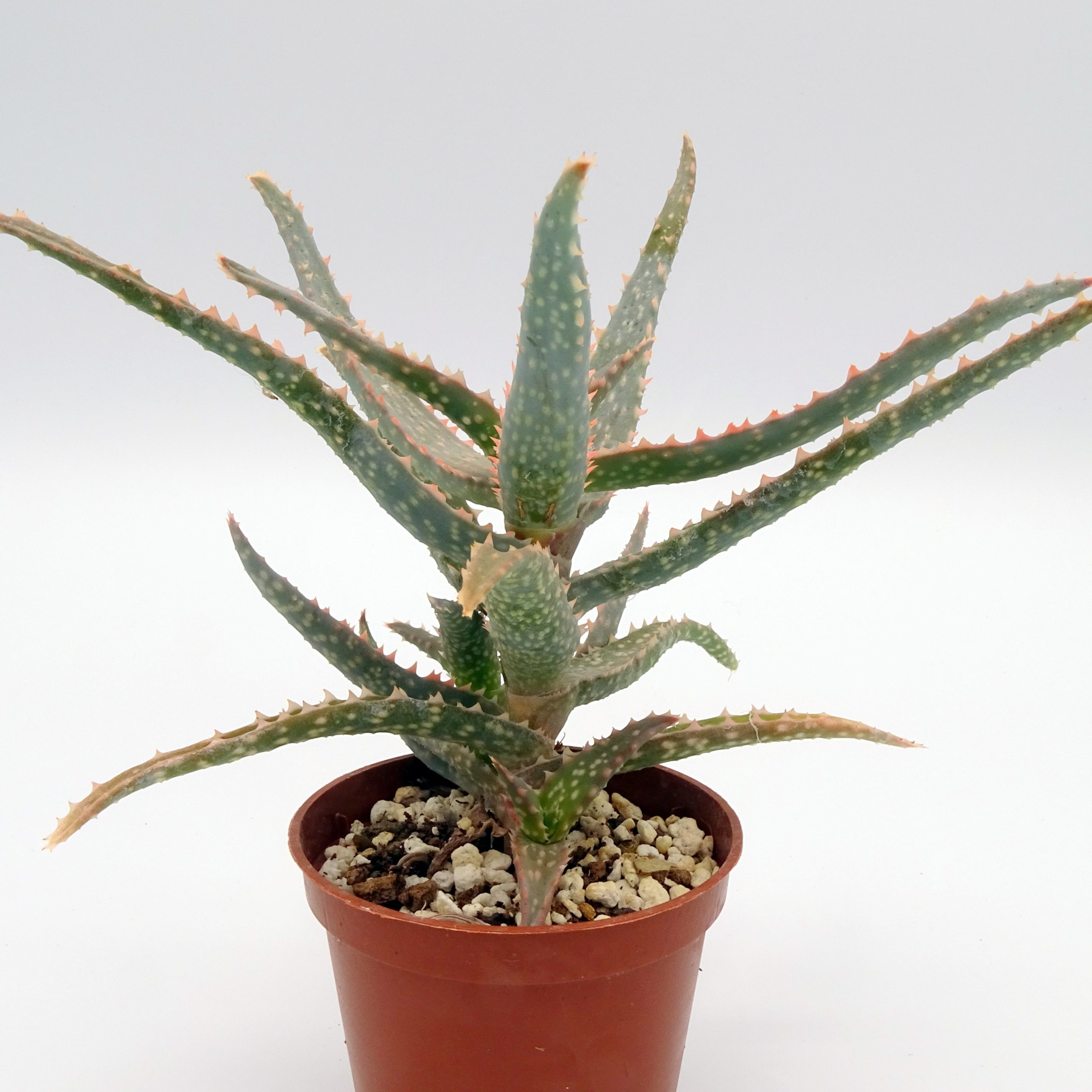 Aloe 'DZ' x millotii (n°1)