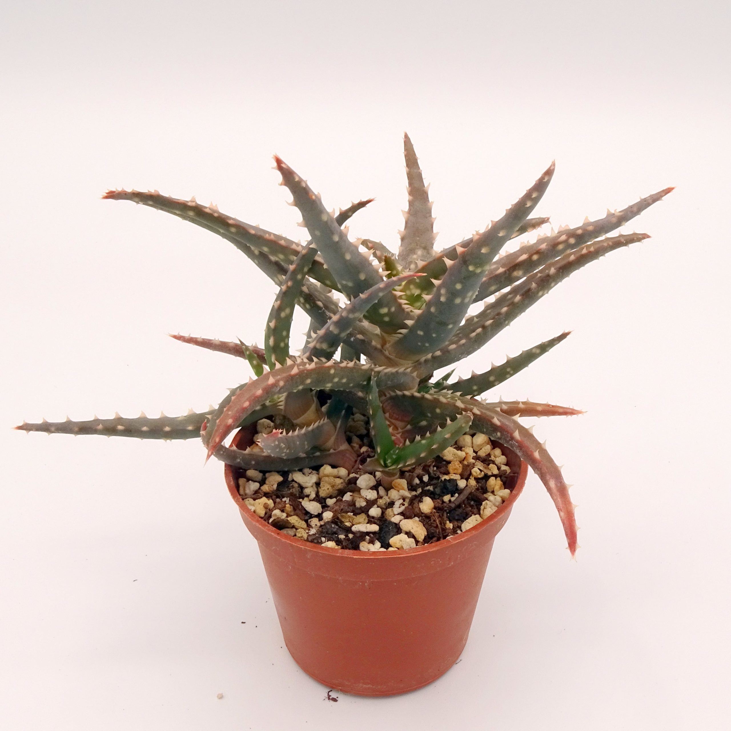 Aloe 'DZ' x millotii (n°3) – Image 2