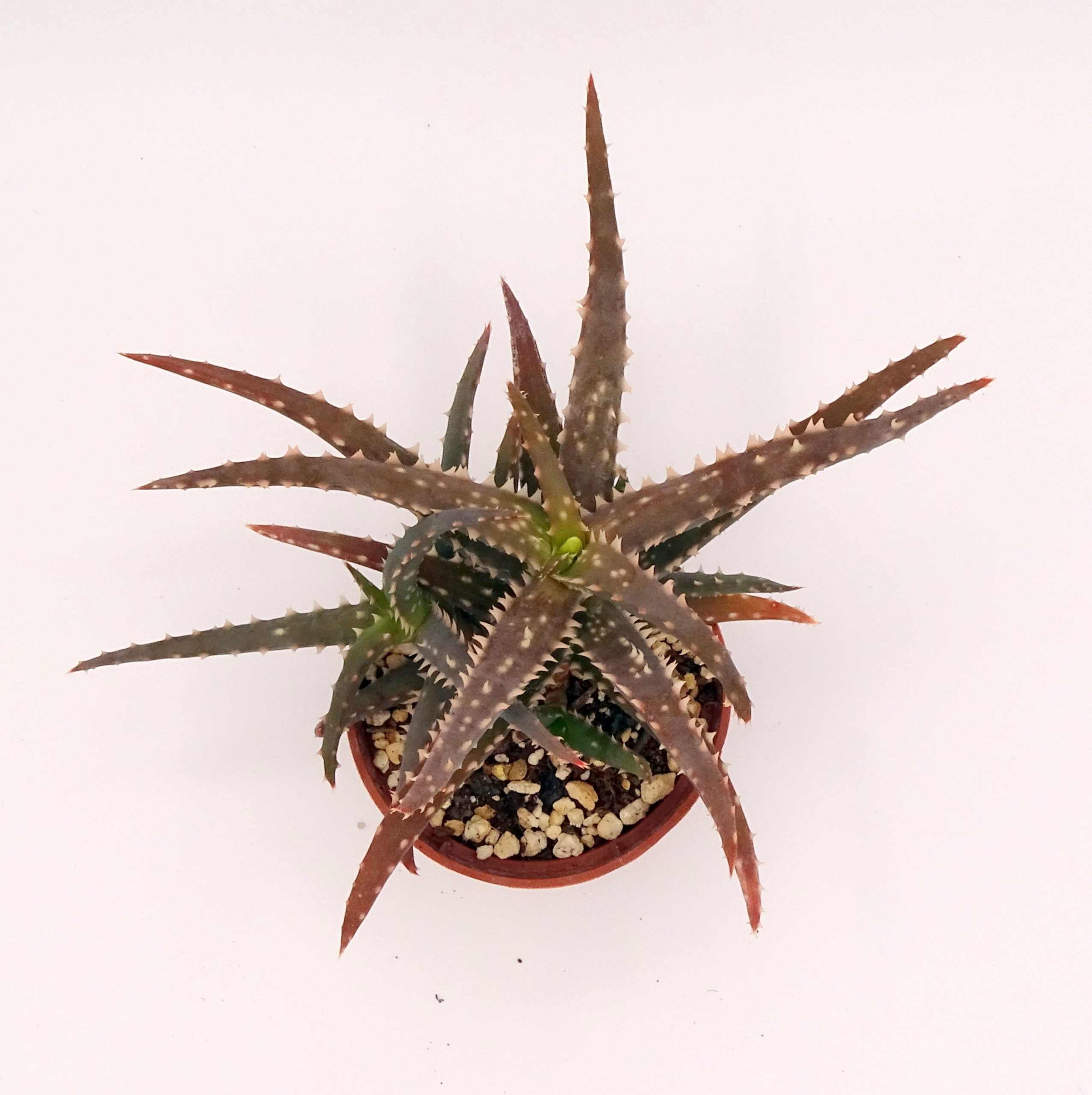 Aloe 'DZ' x millotii (n°3) – Image 3