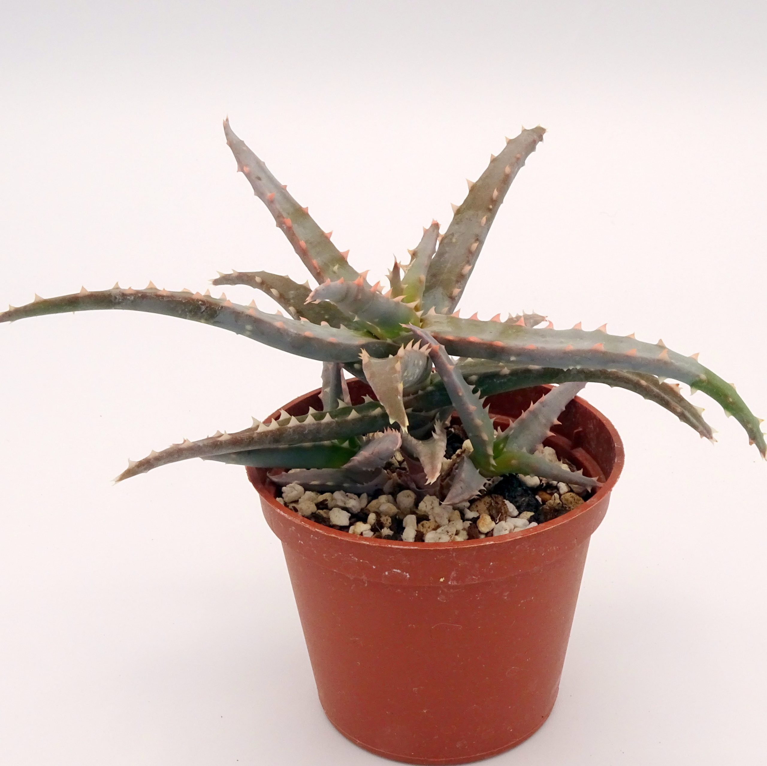 Aloe 'DZ' x millotii (n°4) – Image 3