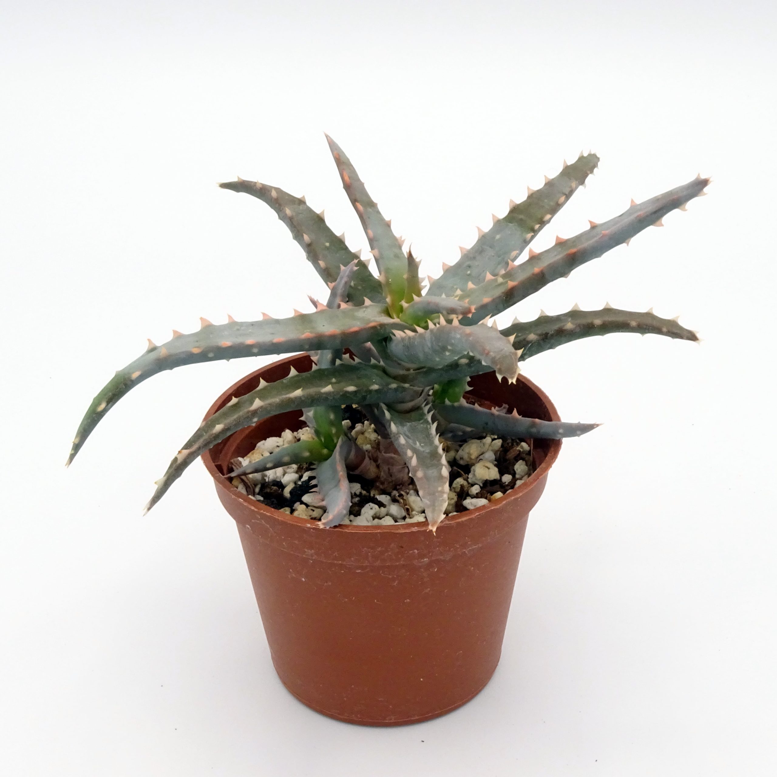 Aloe 'DZ' x millotii (n°4)