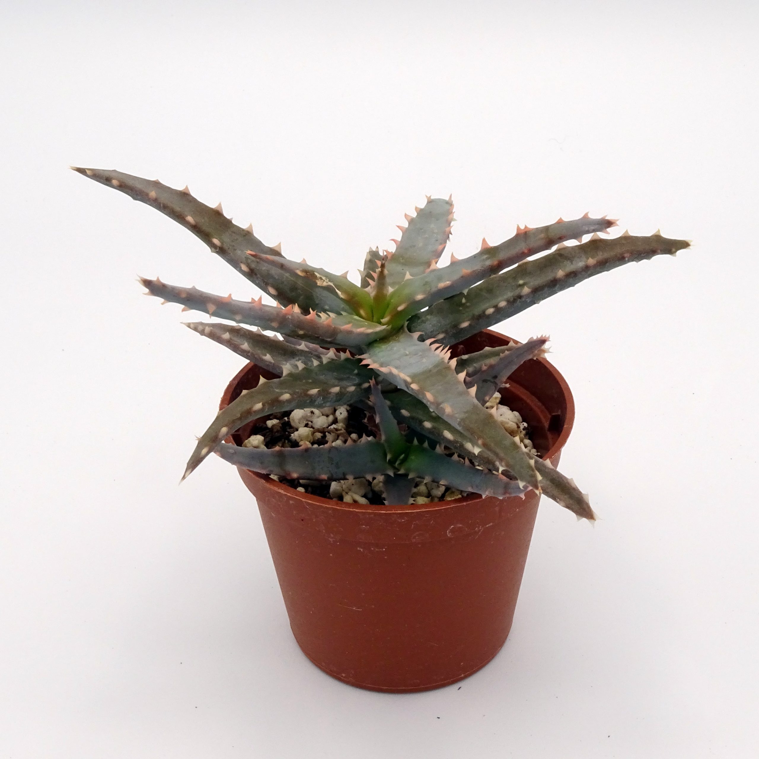 Aloe 'DZ' x millotii (n°4) – Image 2