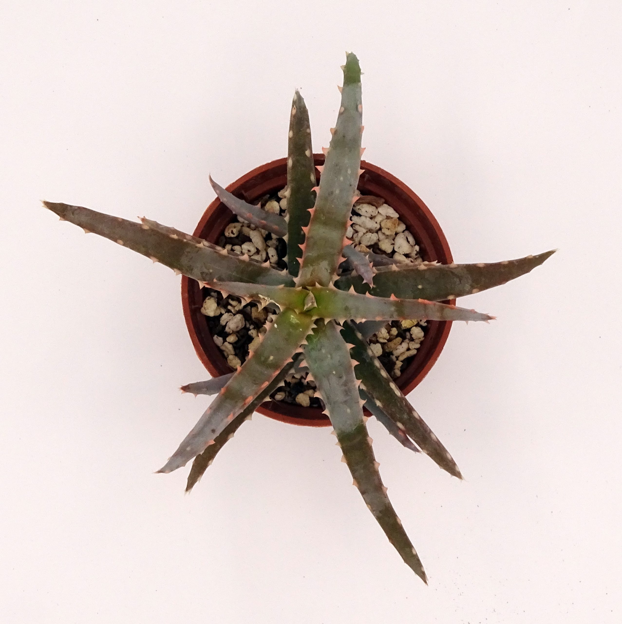 Aloe 'DZ' x millotii (n°4) – Image 4