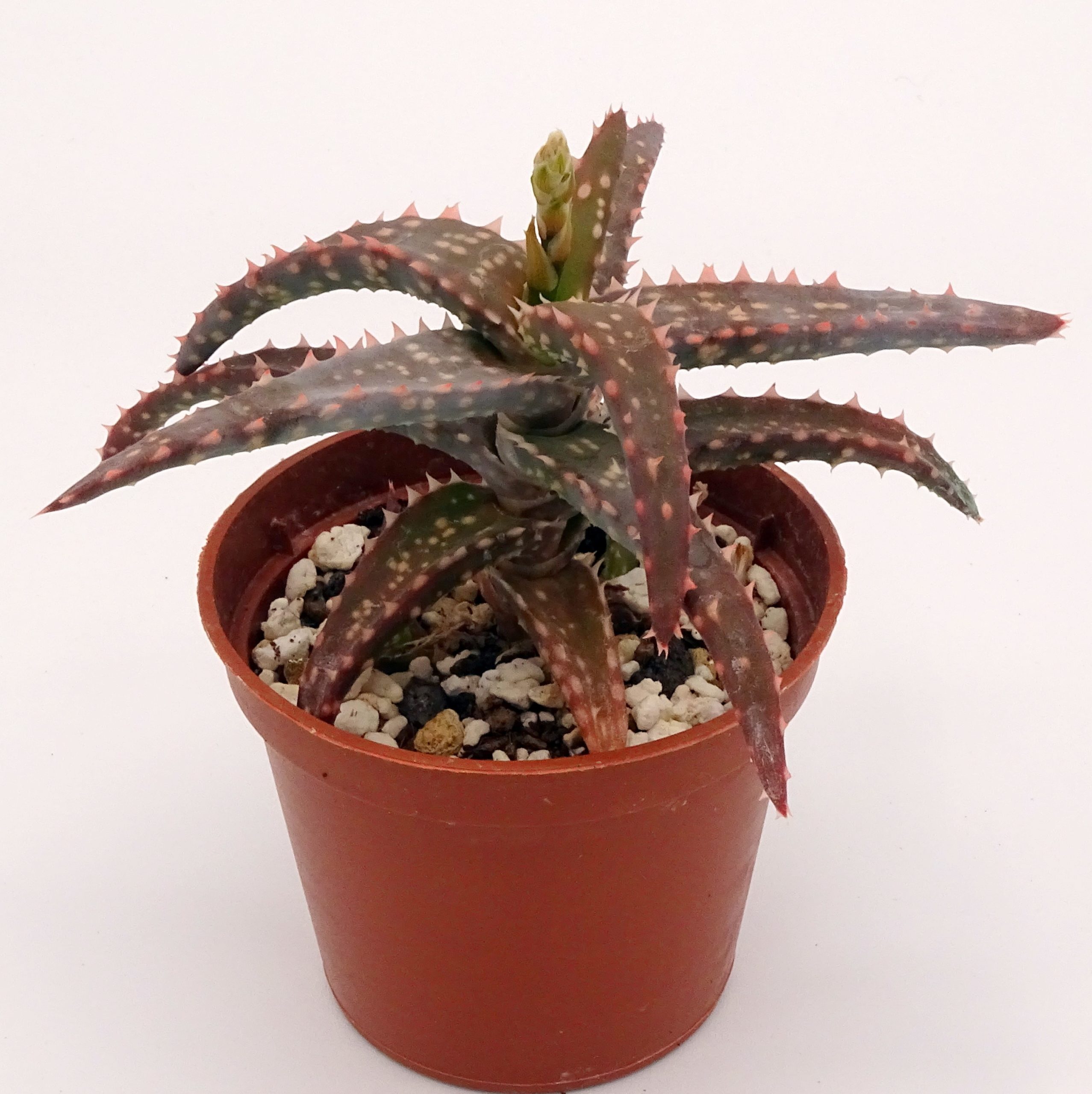 Aloe 'DZ' x millotii (n°5)