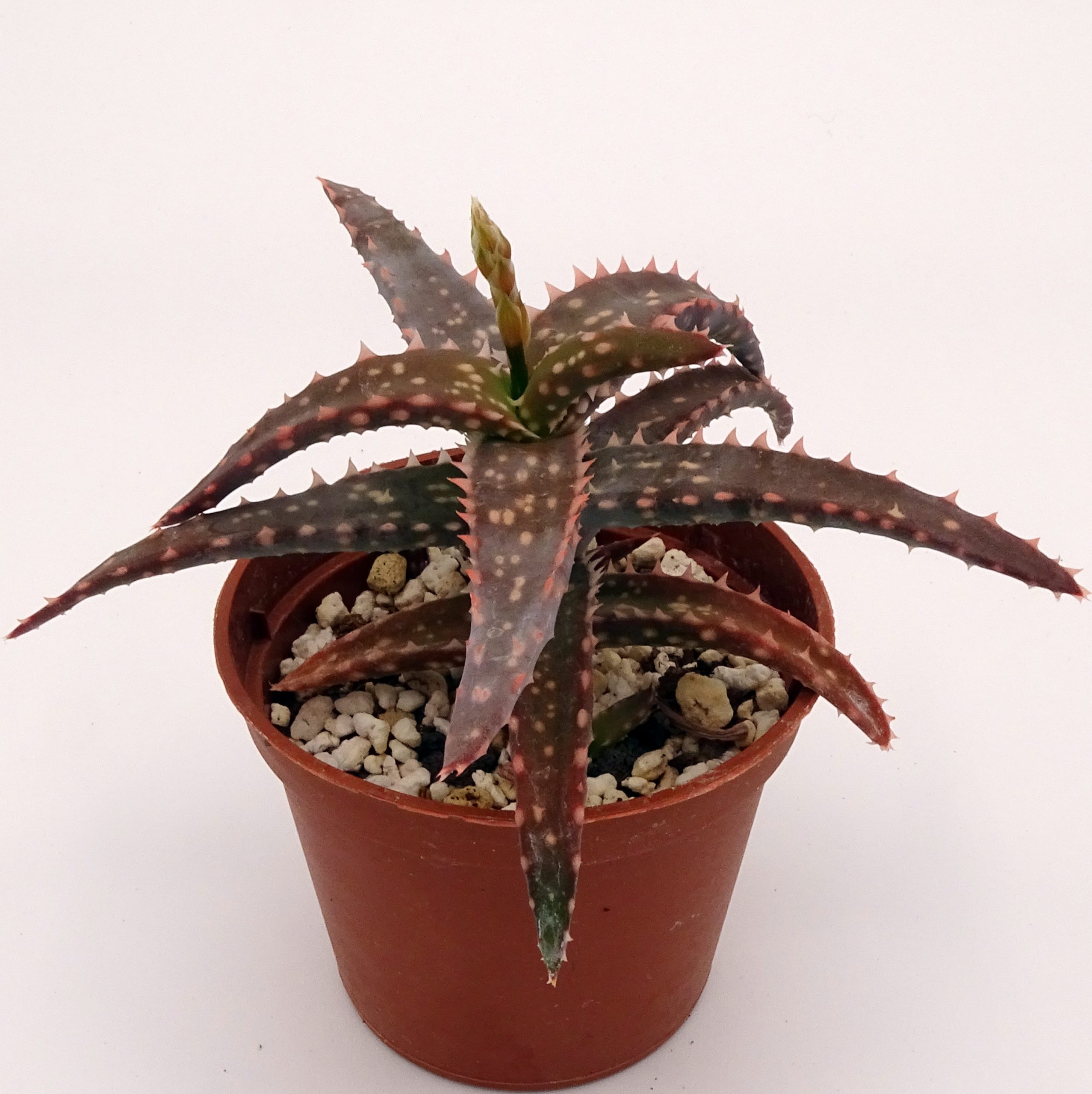 Aloe 'DZ' x millotii (n°5) – Image 2