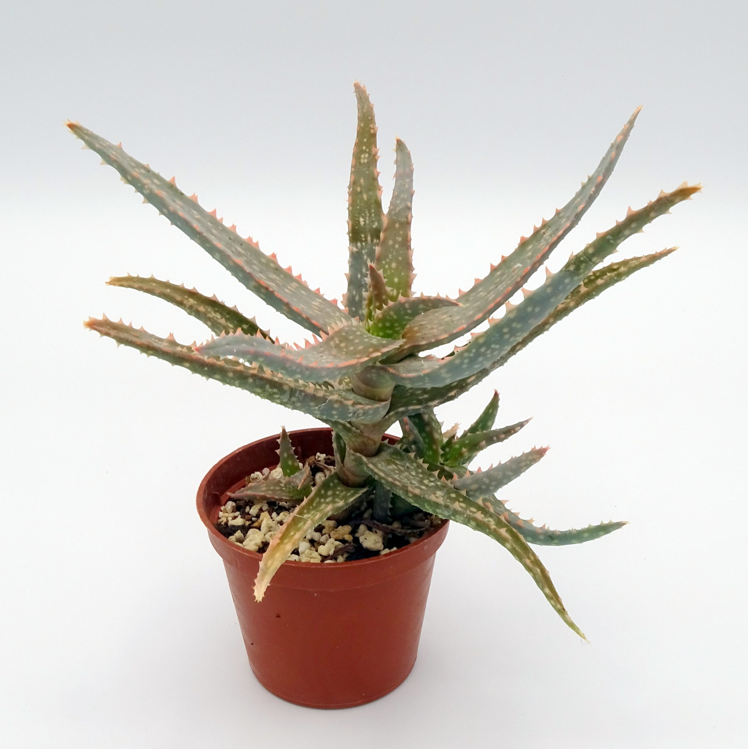 Aloe 'DZ' x millotii (n°1) – Image 3