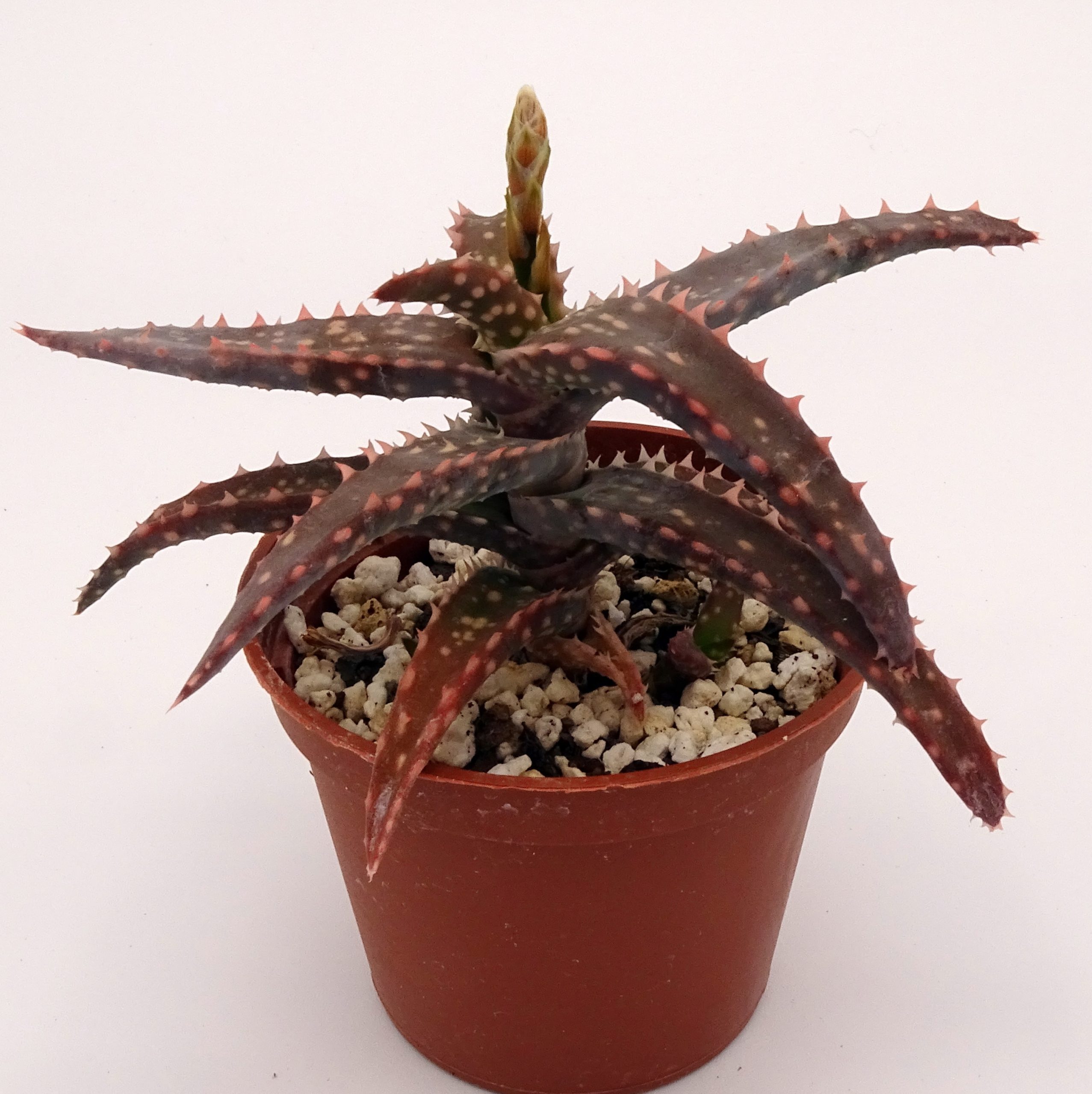 Aloe 'DZ' x millotii (n°5) – Image 3