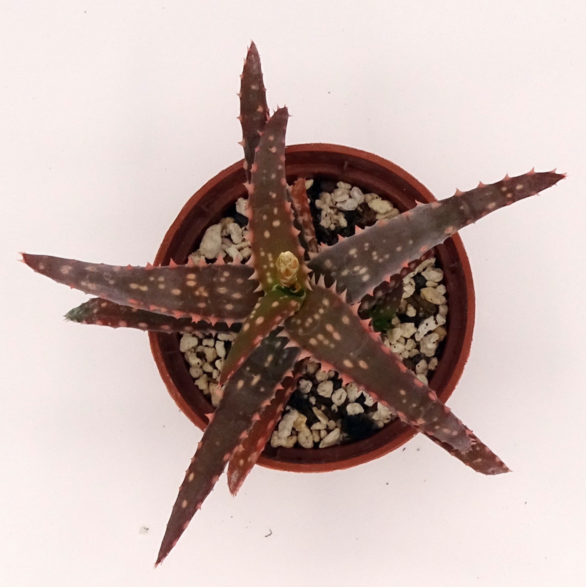 Aloe 'DZ' x millotii (n°5) – Image 4