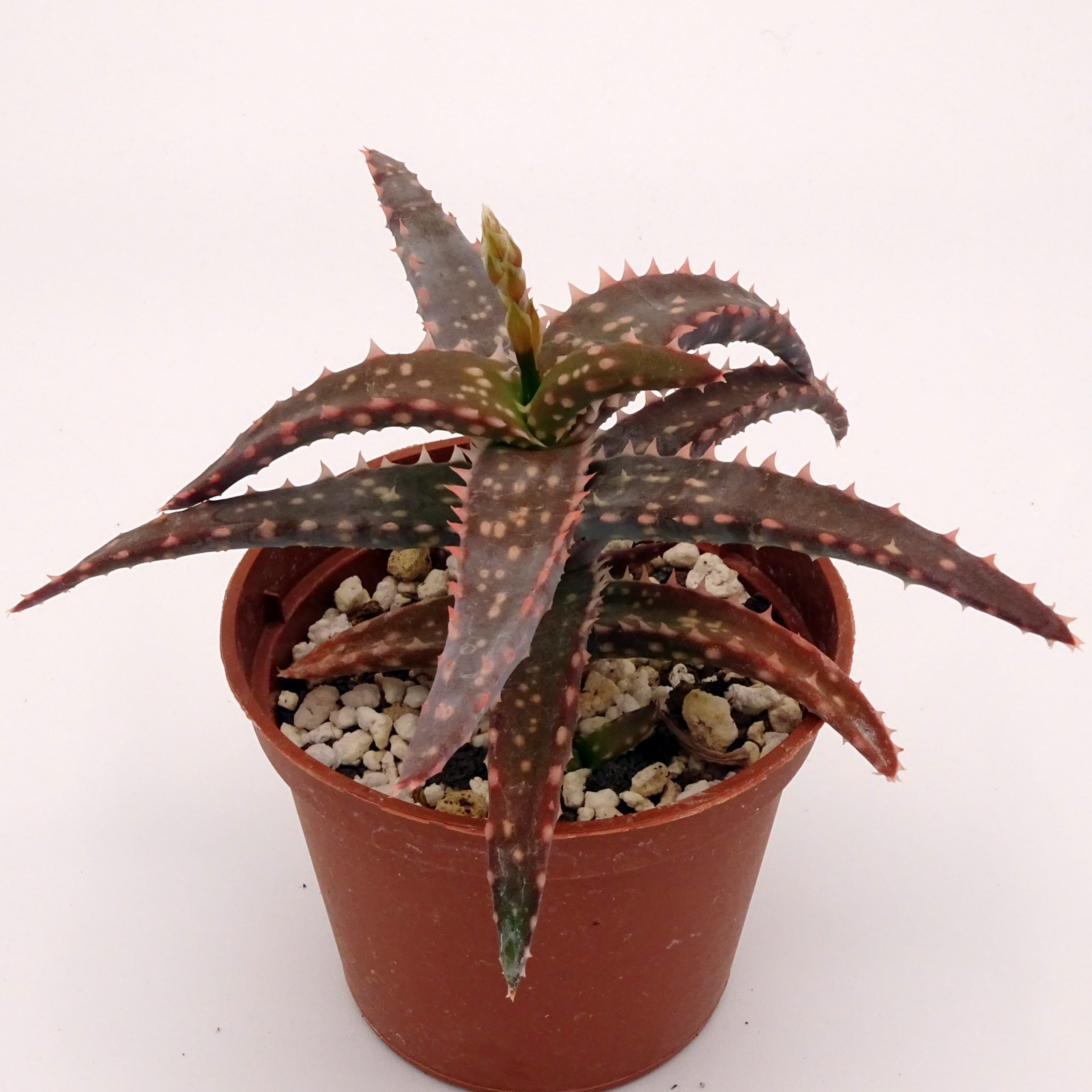 Aloe 'DZ' x millotii (n°5) – Image 5