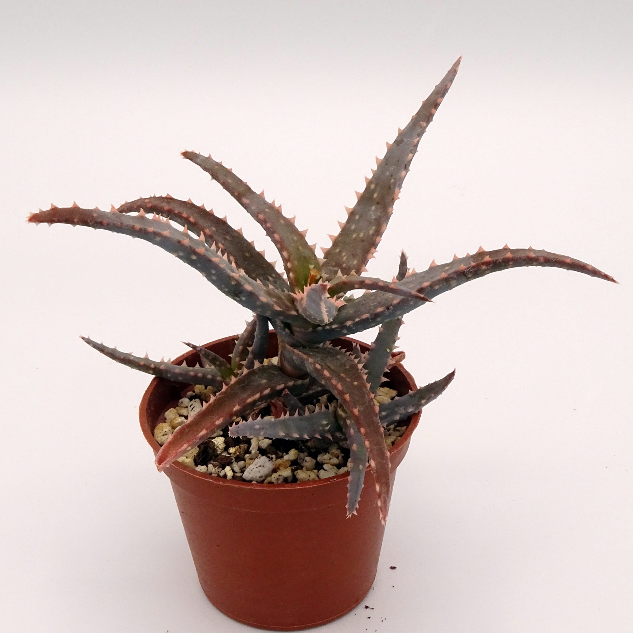 Aloe 'DZ' x millotii (n°6) – Image 2
