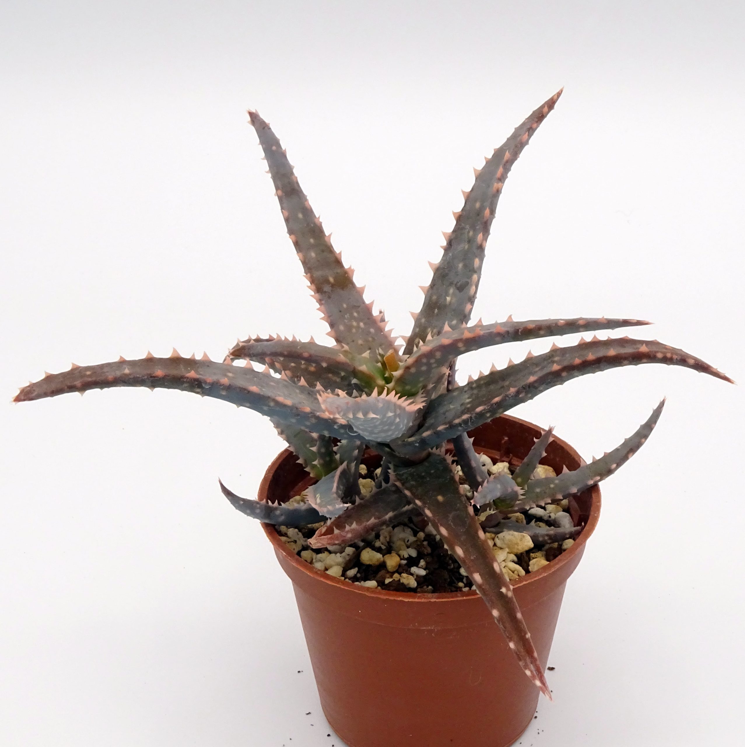 Aloe 'DZ' x millotii (n°6)