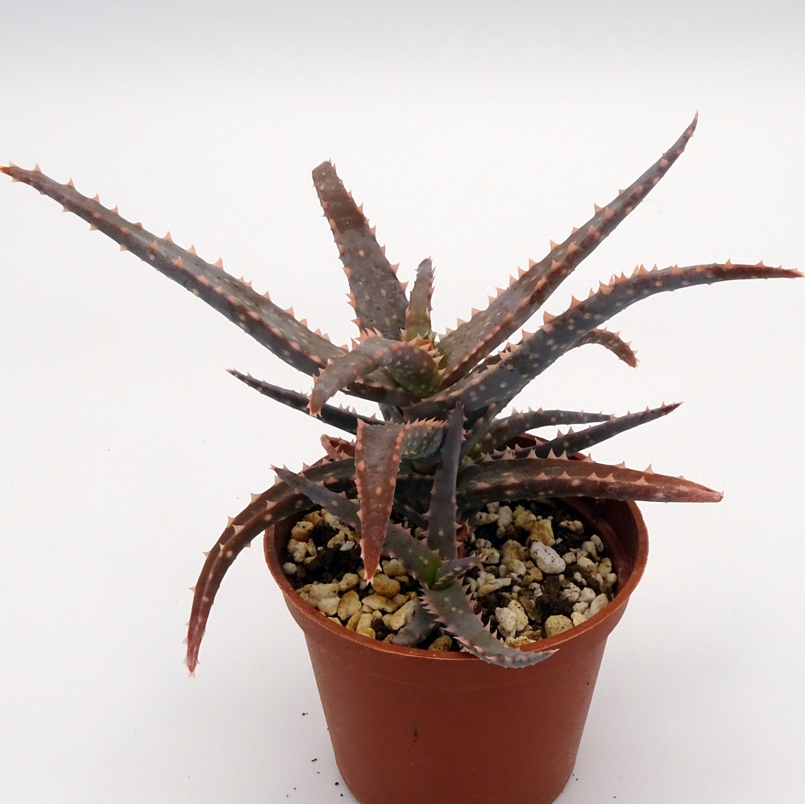 Aloe 'DZ' x millotii (n°6) – Image 3