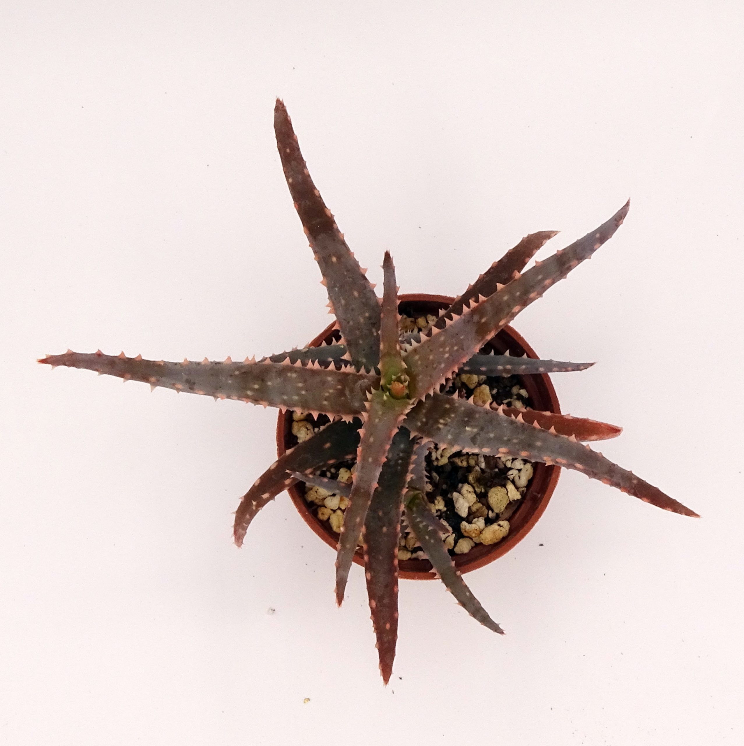 Aloe 'DZ' x millotii (n°6) – Image 4