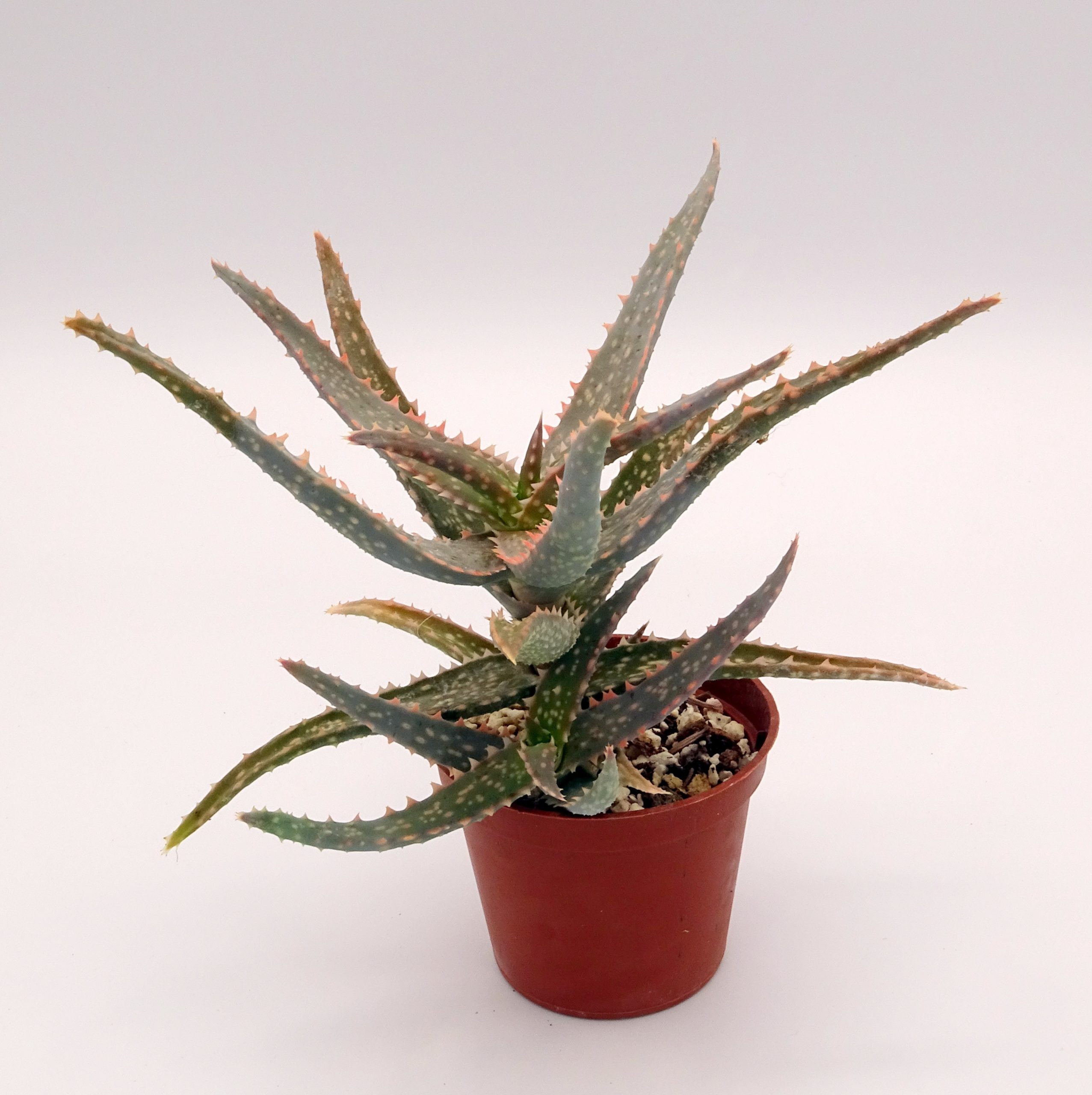 Aloe 'DZ' x millotii (n°1) – Image 4