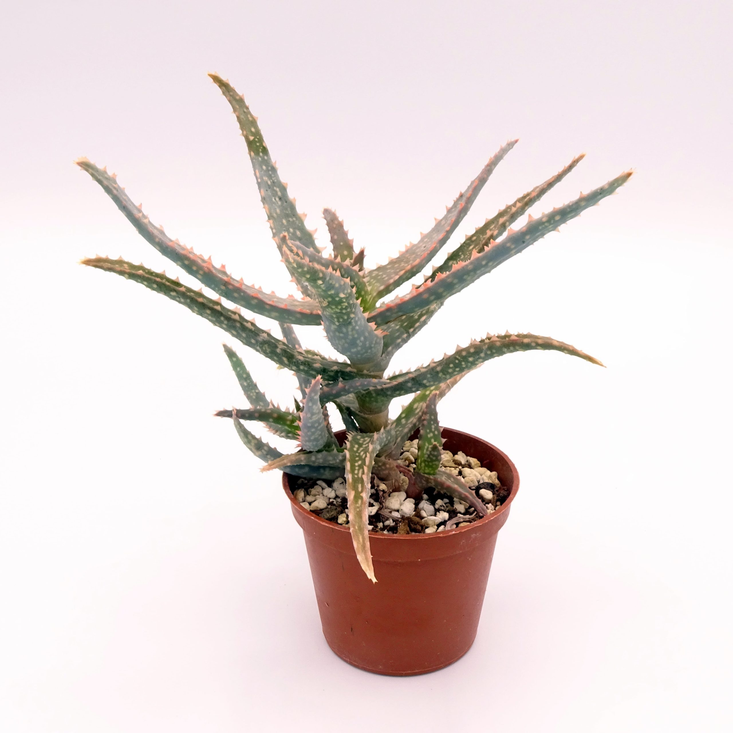 Aloe 'DZ' x millotii (n°1) – Image 5