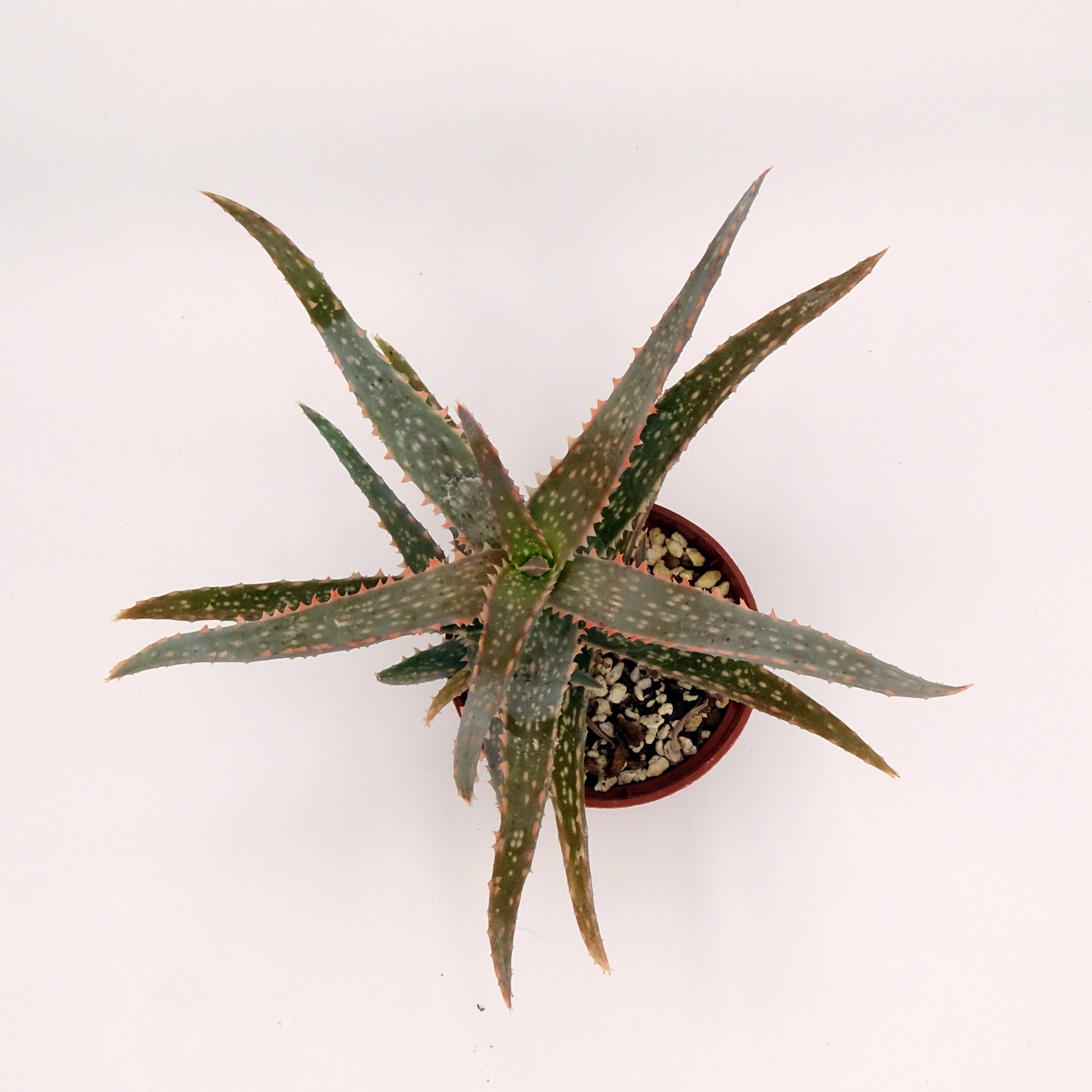 Aloe 'DZ' x millotii (n°1) – Image 6