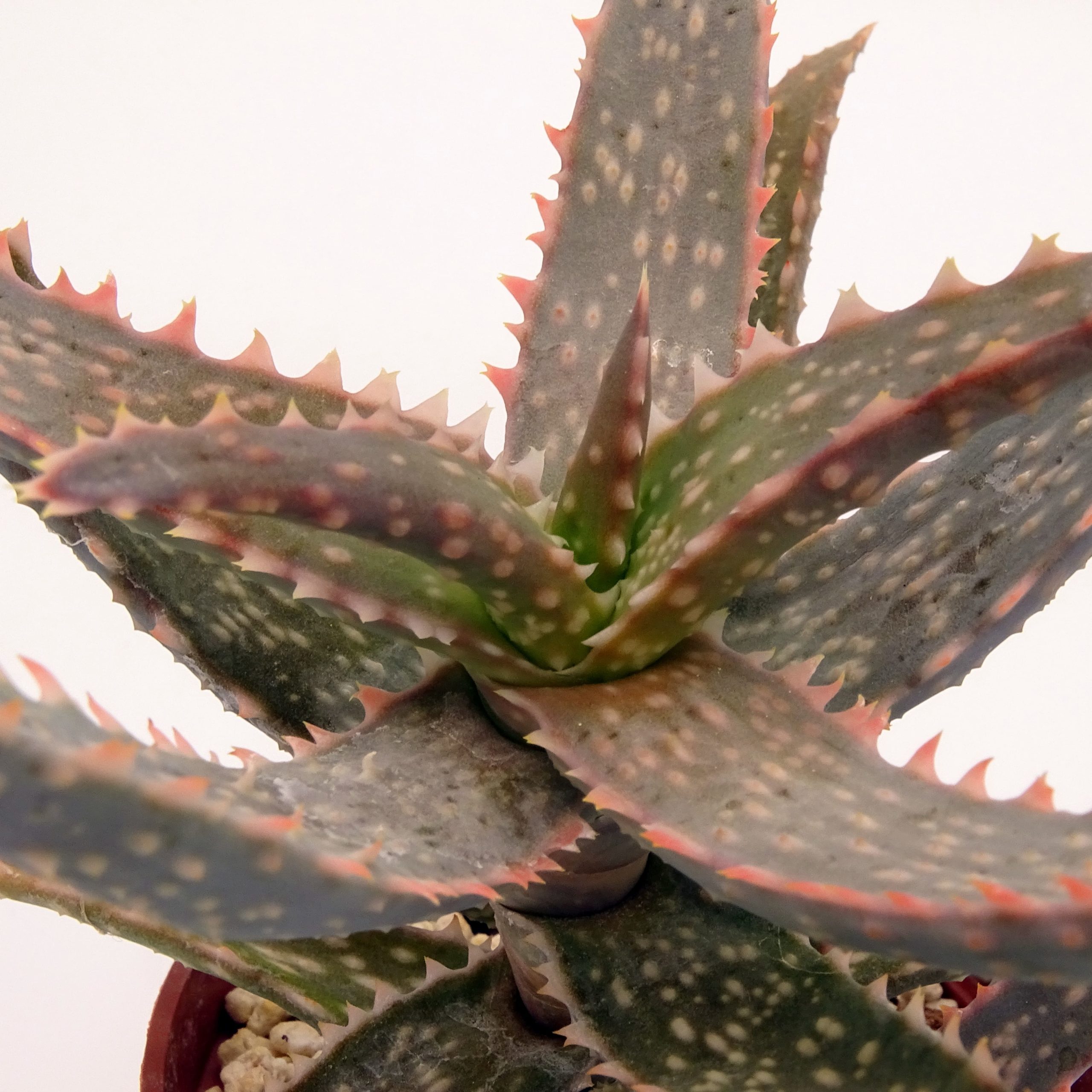 Aloe 'DZ' x millotii (n°1) – Image 7