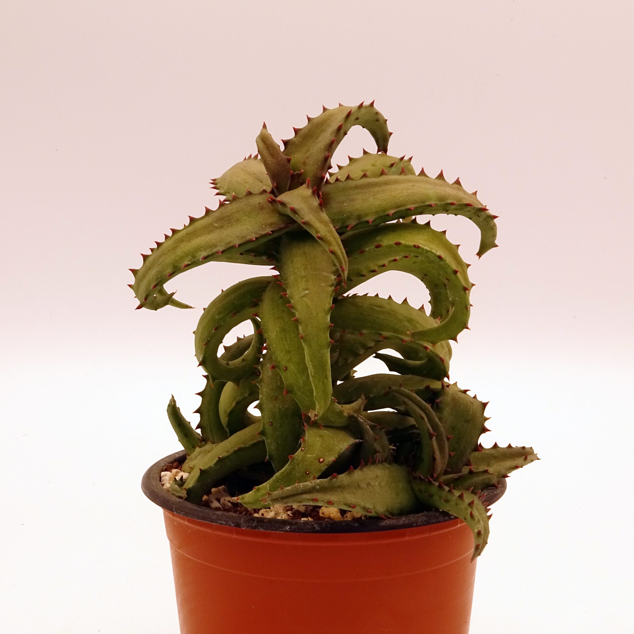 Aloe castilloniae – Image 3