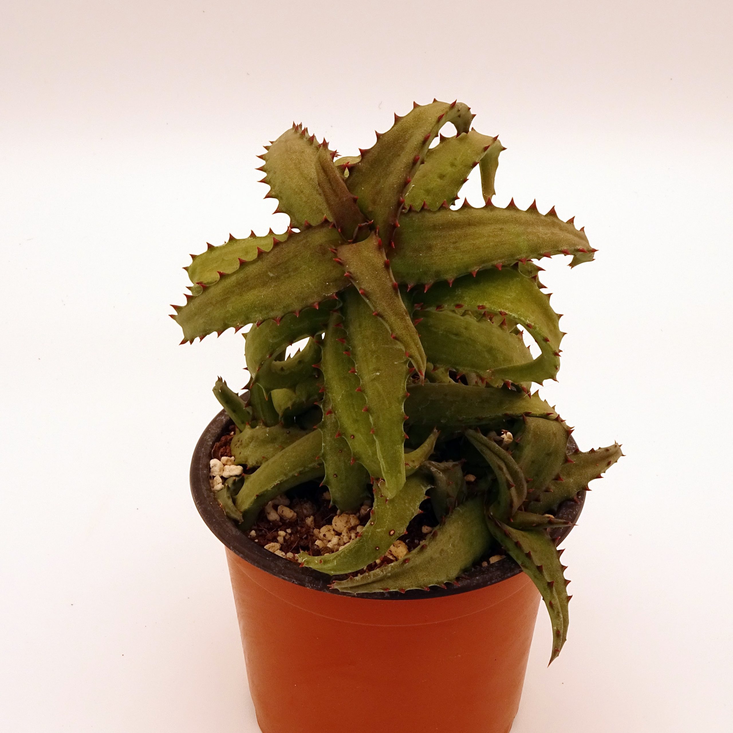 Aloe castilloniae – Image 4