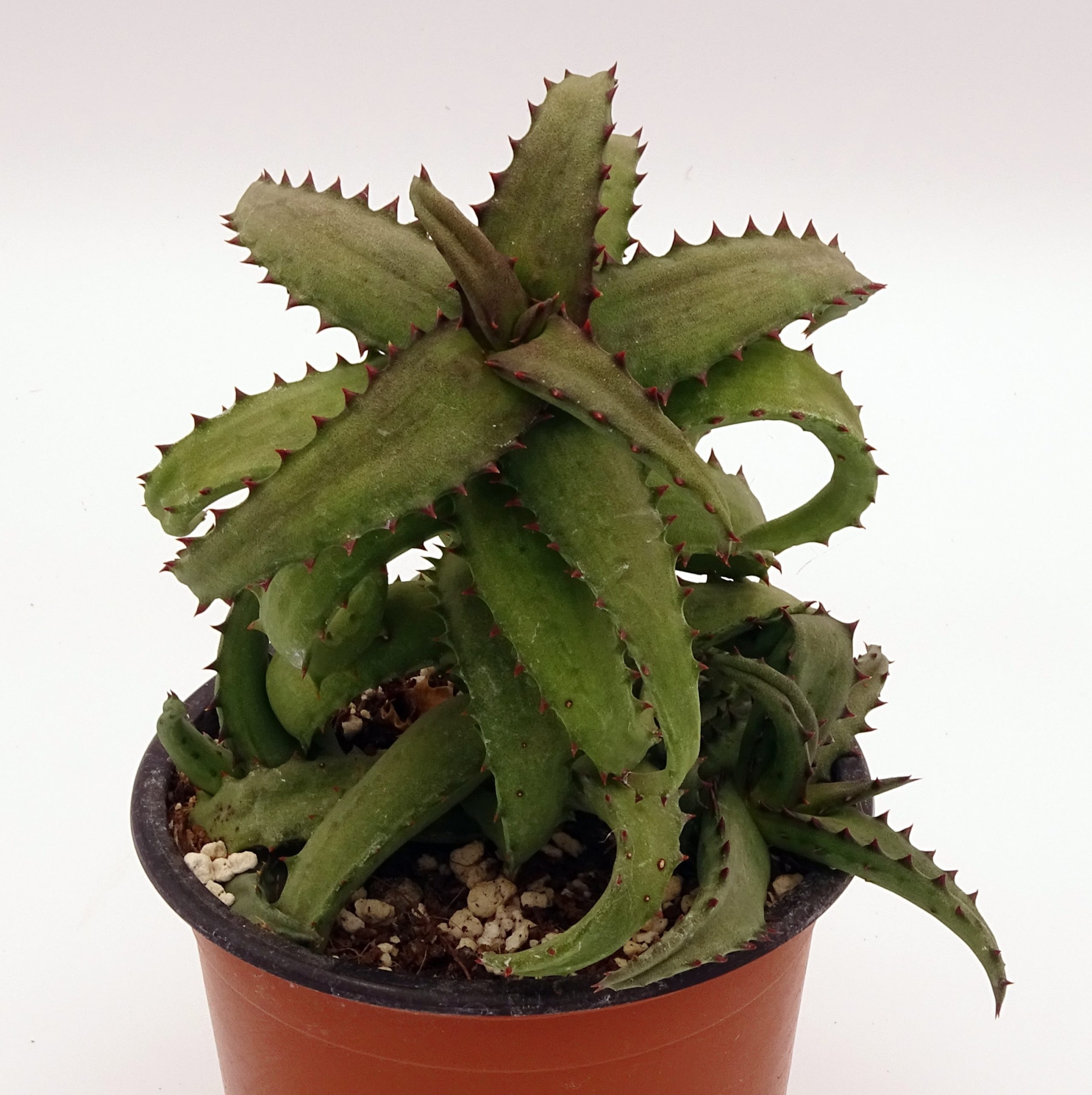 Aloe castilloniae