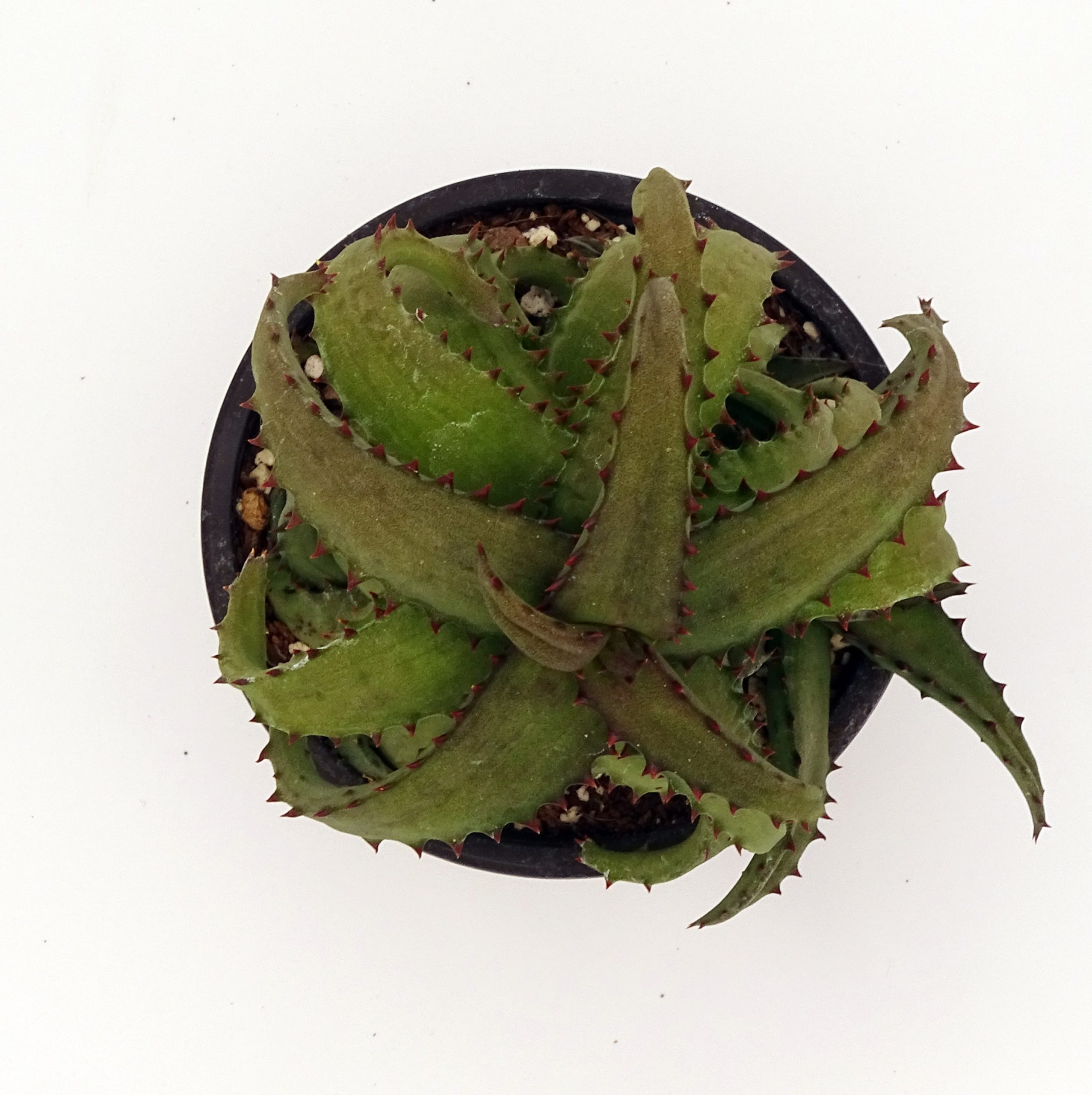 Aloe castilloniae – Image 2