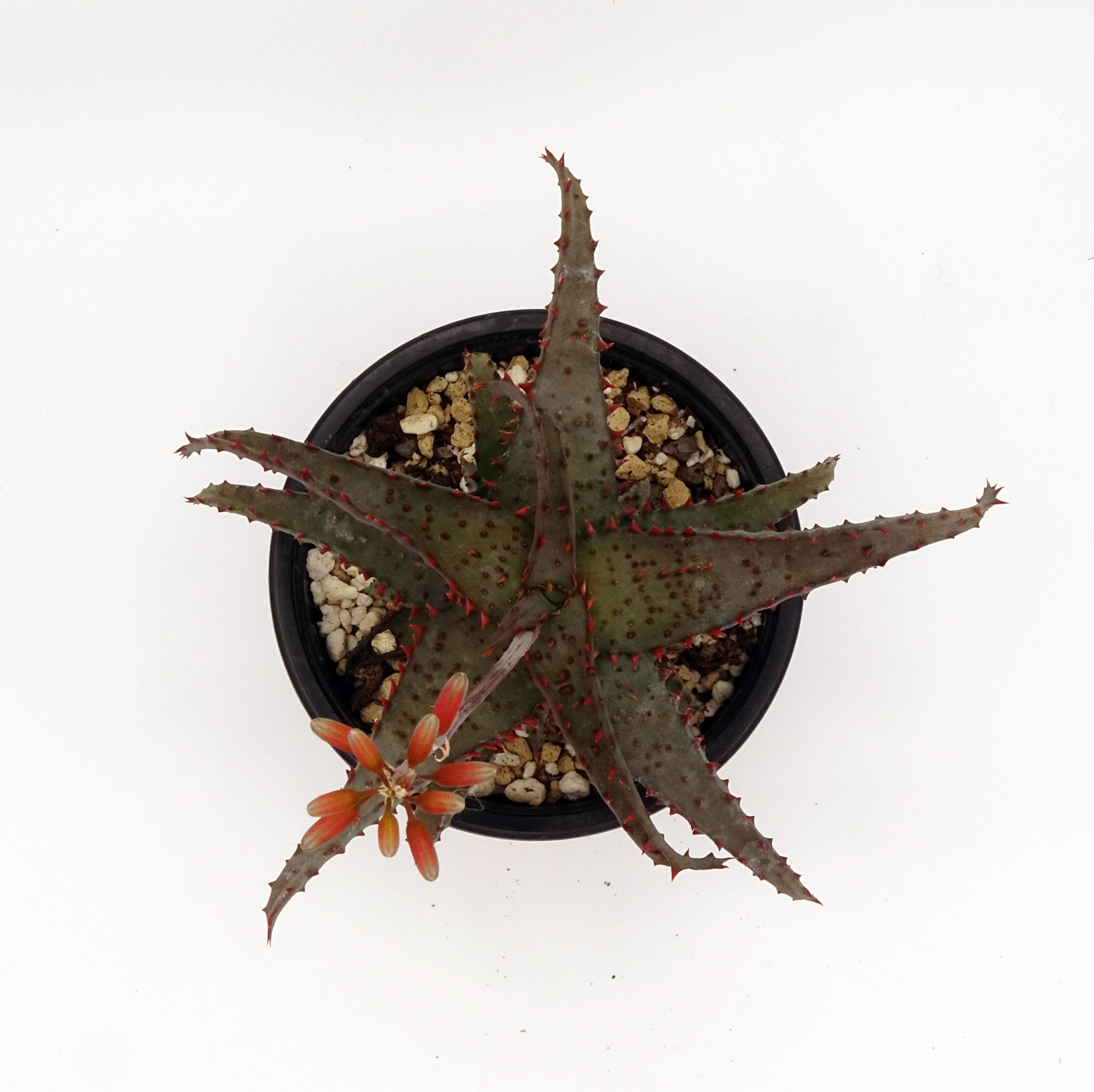 Aloe castilloniae x 'DZ' – Image 4