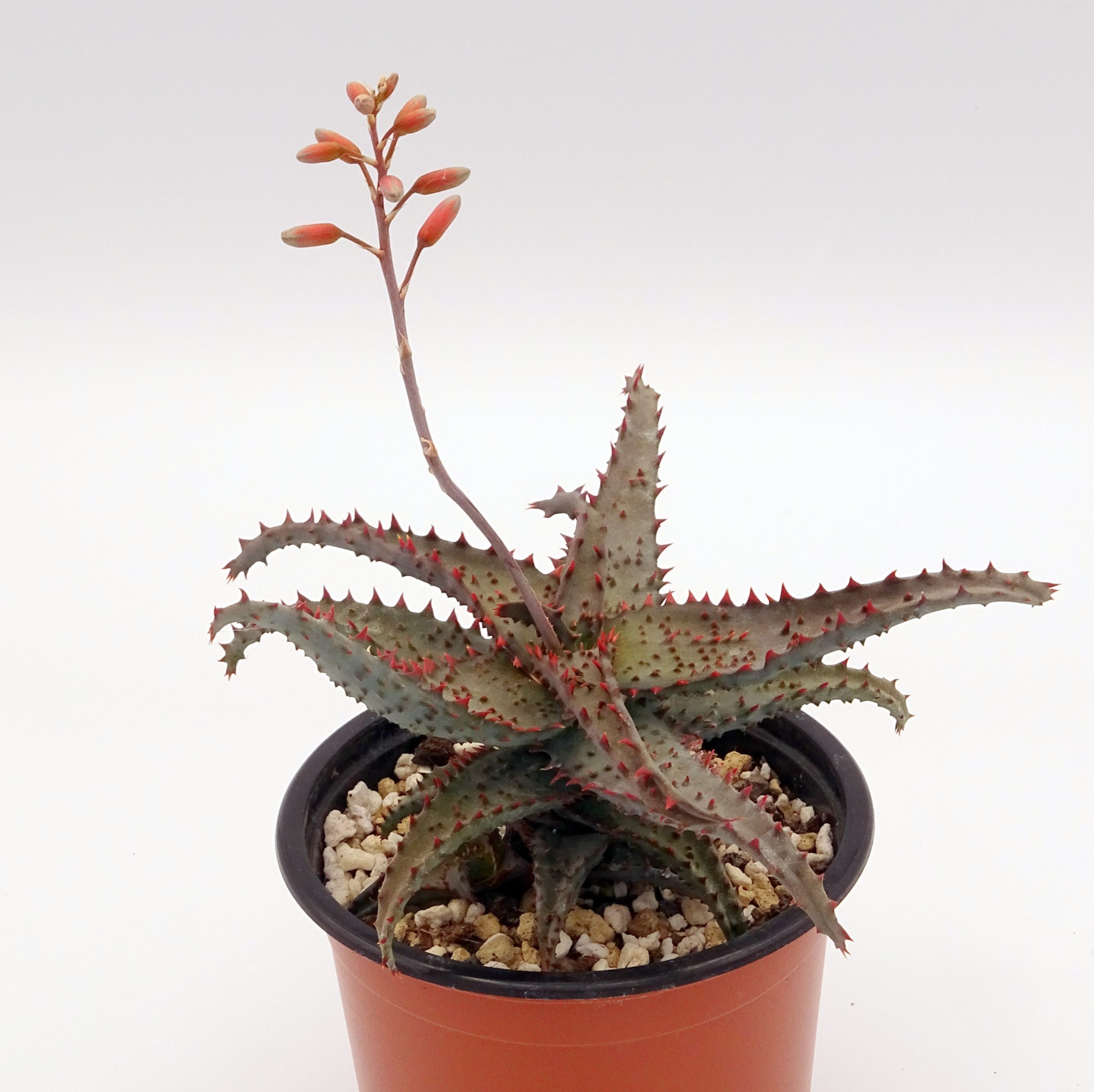 Aloe castilloniae x 'DZ' – Image 3
