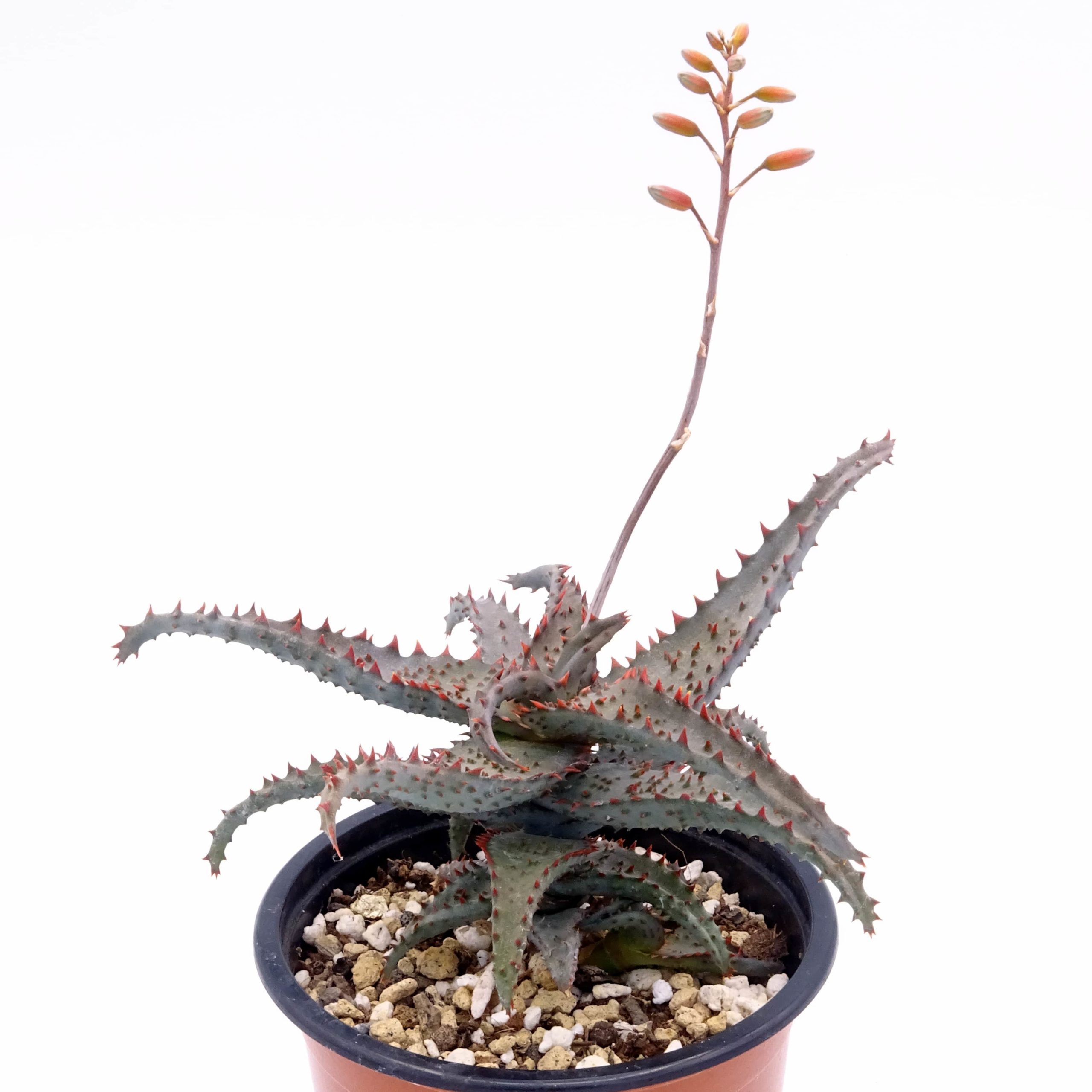 Aloe castilloniae x 'DZ'