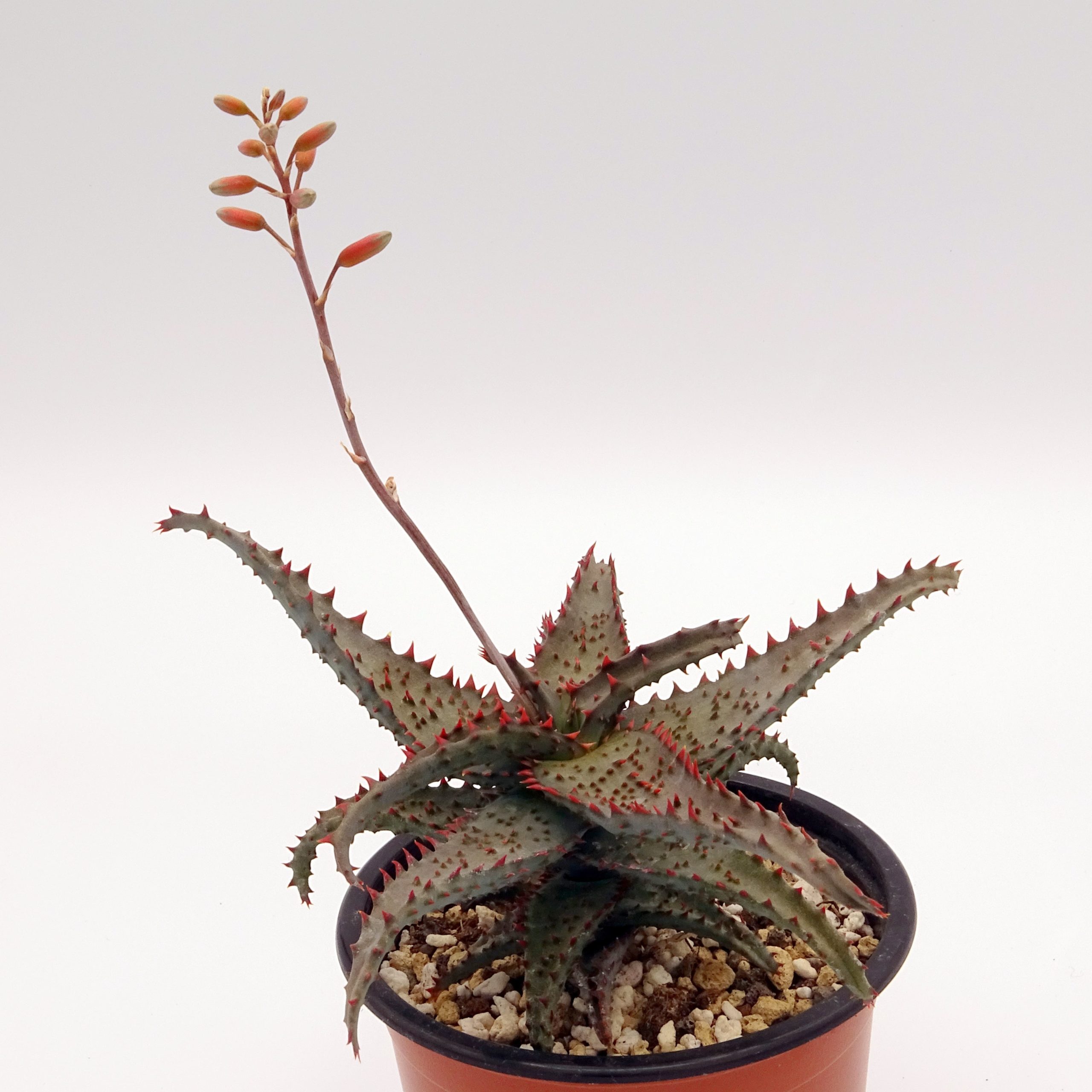 Aloe castilloniae x 'DZ' – Image 2
