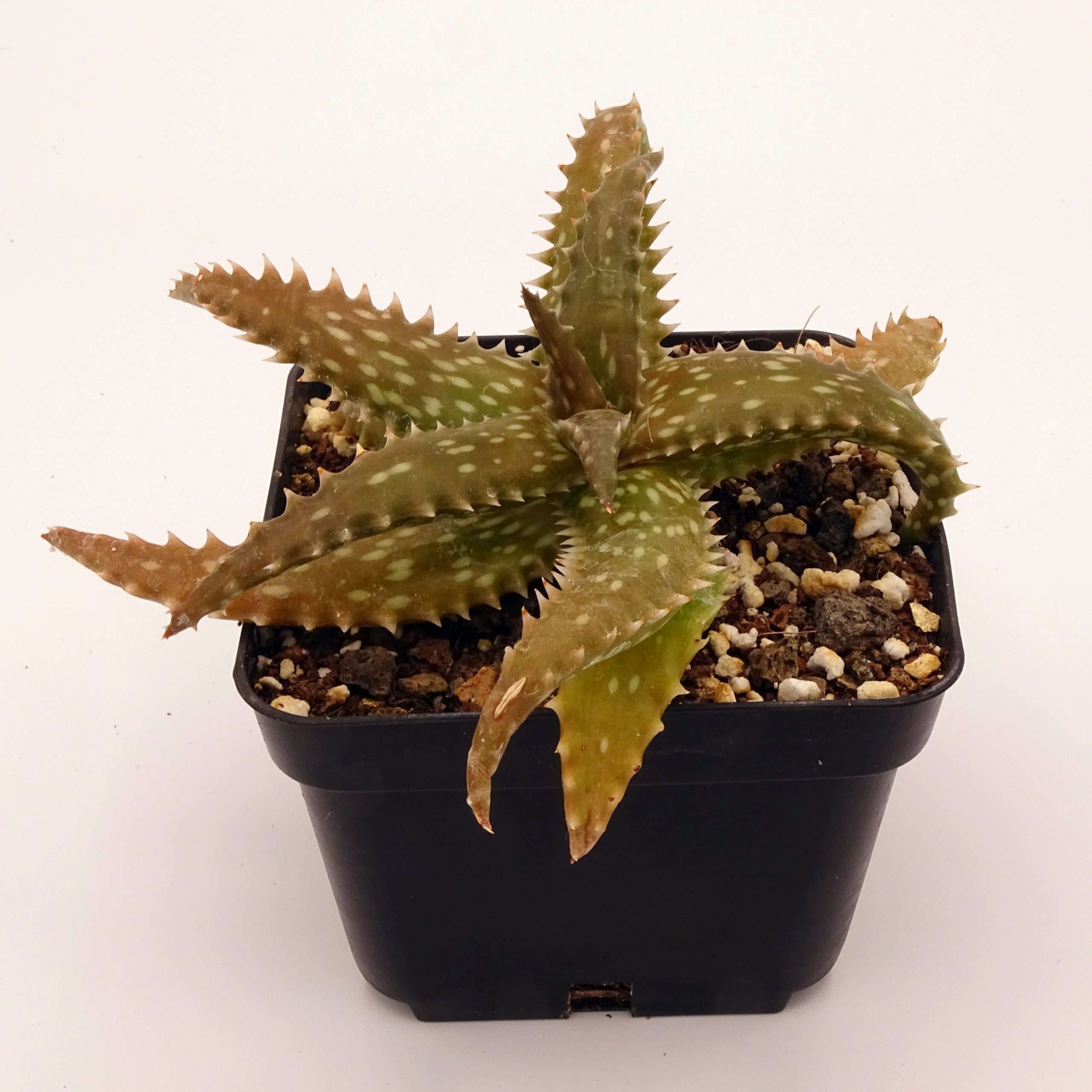 Aloe dorothea x juvenna