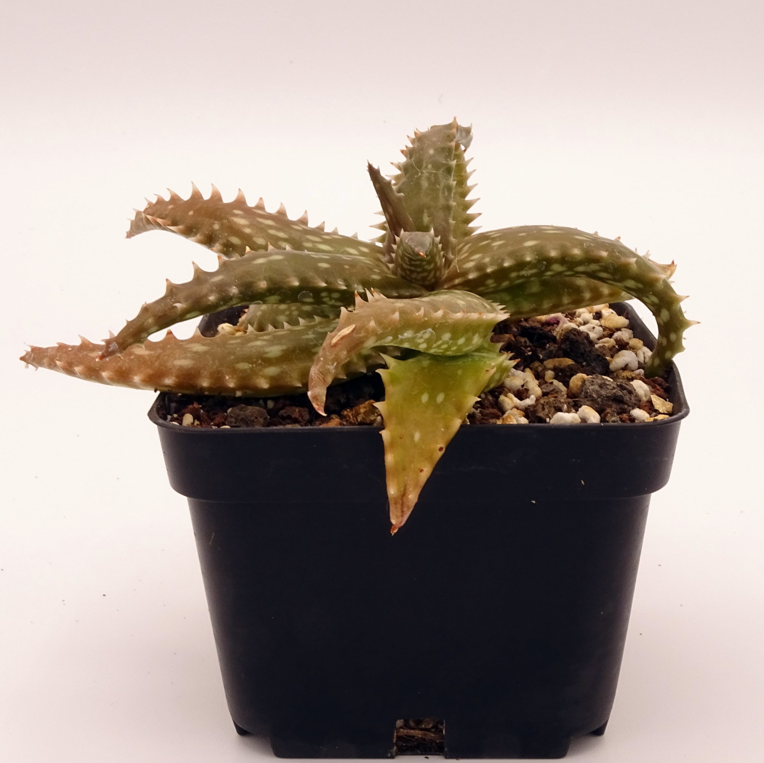 Aloe dorothea x juvenna – Image 6